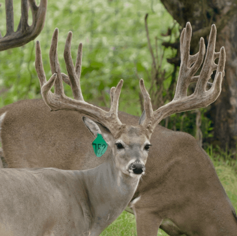 M3 Whitetails are Texas deer breeders that specialize in raising and selling whitetail Breeder Bucks, whitetail DMP Bucks, whitetail Stocker Bucks, as well as open and bred whitetail does. Big Texas Typicals are what buyers want when buying Texas DMP Bucks, Stocker Bucks, and Breeder Bucks.  Our whitetail deer for sale are sure to impress prospective buyers and are priced competitively.
