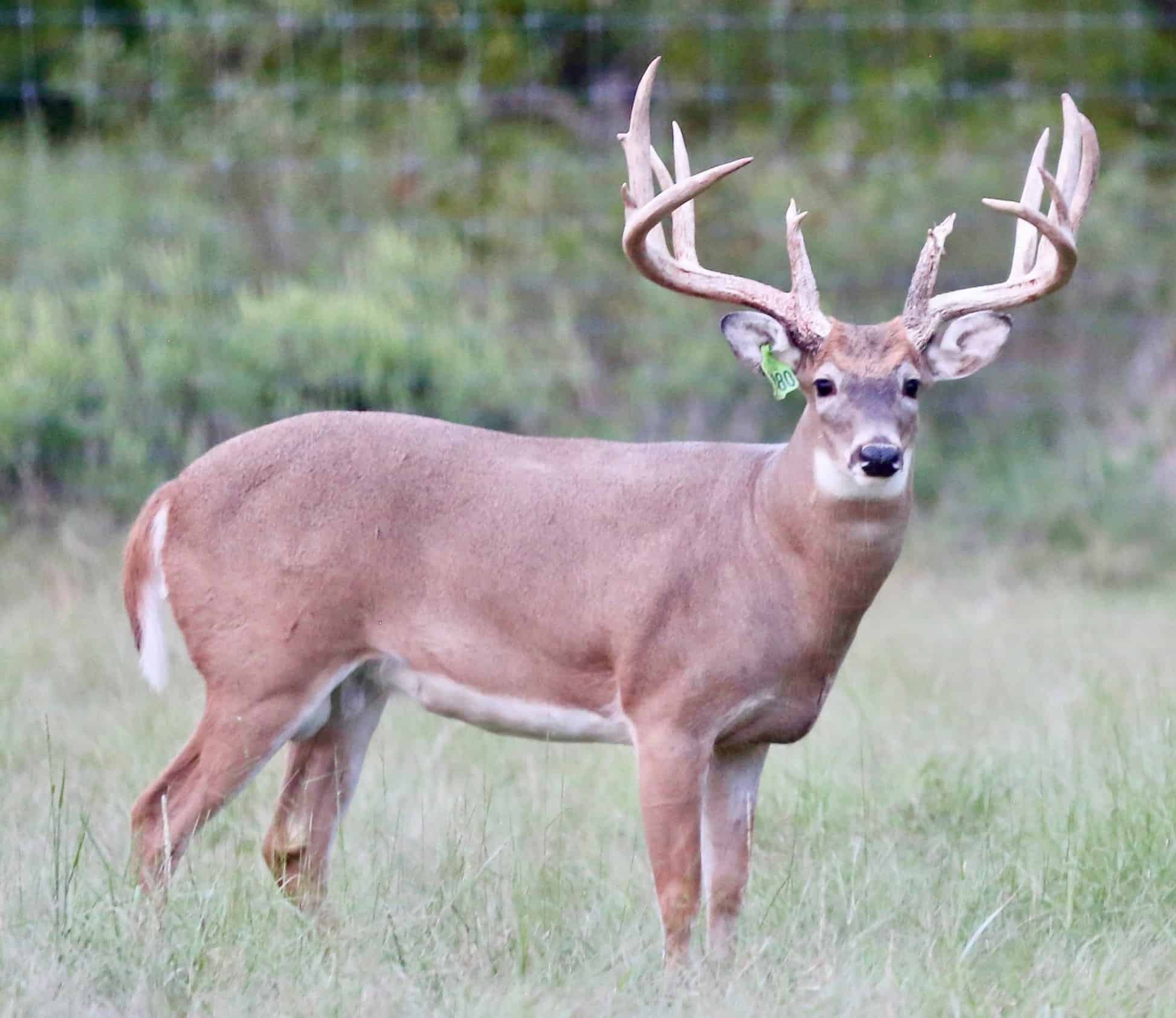M3 Whitetails are Texas deer breeders that specialize in raising and selling whitetail Breeder Bucks, whitetail DMP Bucks, whitetail Stocker Bucks, as well as open and bred whitetail does. Big Texas Typicals are what buyers want when buying Texas DMP Bucks, Stocker Bucks, and Breeder Bucks.  Our whitetail deer for sale are sure to impress prospective buyers and are priced competitively.