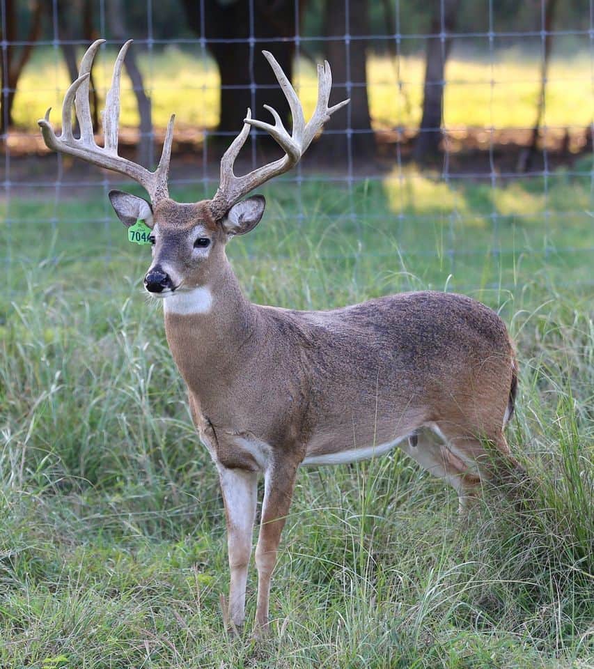 M3 Whitetails are Texas deer breeders that specialize in raising and selling whitetail Breeder Bucks, whitetail DMP Bucks, whitetail Stocker Bucks, as well as open and bred whitetail does. Big Texas Typicals are what buyers want when buying Texas DMP Bucks, Stocker Bucks, and Breeder Bucks.  Our whitetail deer for sale are sure to impress prospective buyers and are priced competitively.