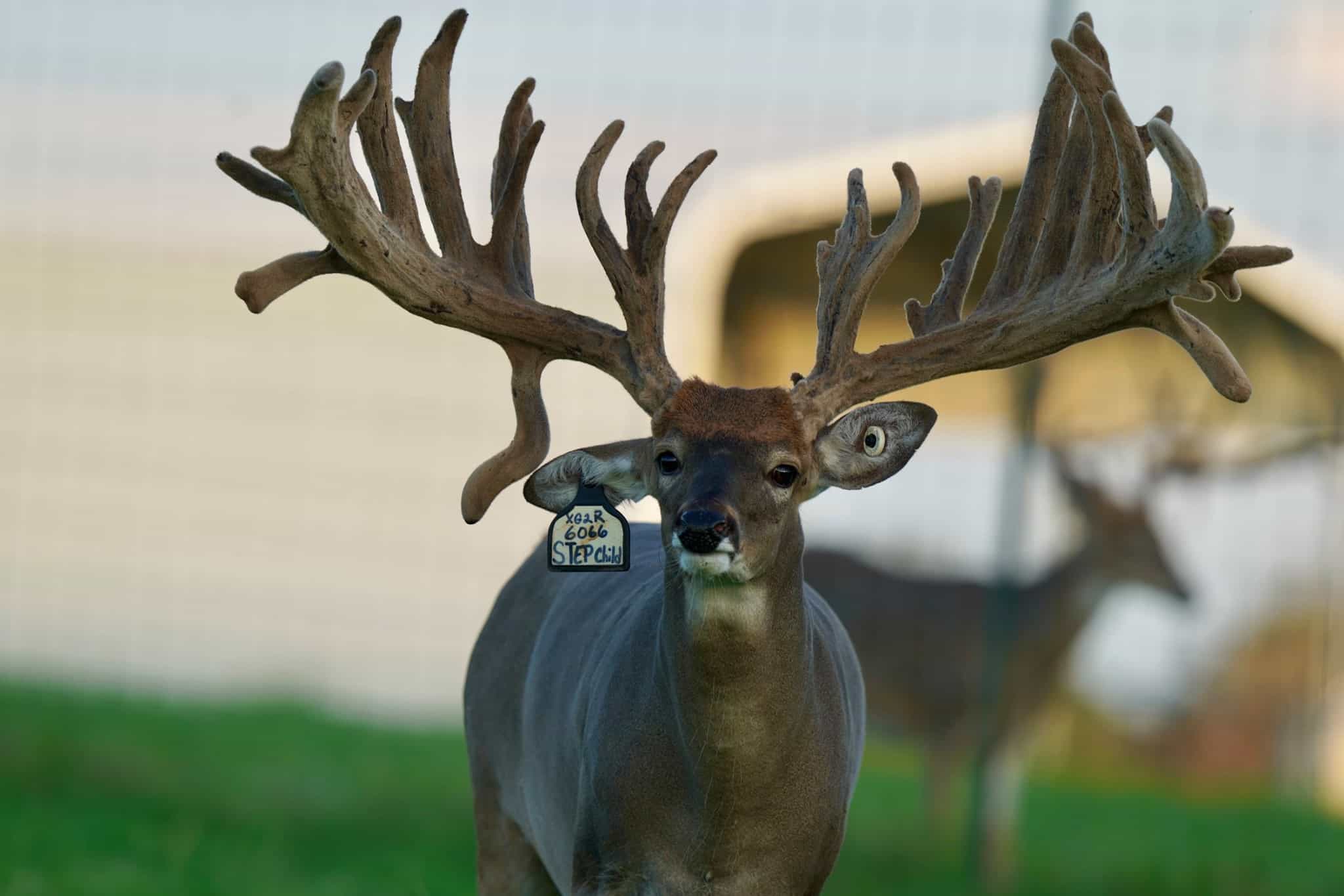 M3 Whitetails are Texas deer breeders that specialize in raising and selling whitetail Breeder Bucks, whitetail DMP Bucks, whitetail Stocker Bucks, as well as open and bred whitetail does. Big Texas Typicals are what buyers want when buying Texas DMP Bucks, Stocker Bucks, and Breeder Bucks. Our whitetail deer for sale are sure to impress prospective buyers and are priced competitively