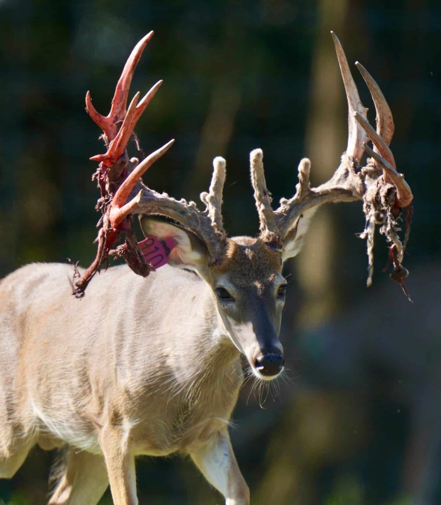 M3 Whitetails are Texas deer breeders that specialize in raising and selling whitetail Breeder Bucks, whitetail DMP Bucks, whitetail Stocker Bucks, as well as open and bred whitetail does. Big Texas Typicals are what buyers want when buying Texas DMP Bucks, Stocker Bucks, and Breeder Bucks.  Our whitetail deer for sale are sure to impress prospective buyers and are priced competitively.