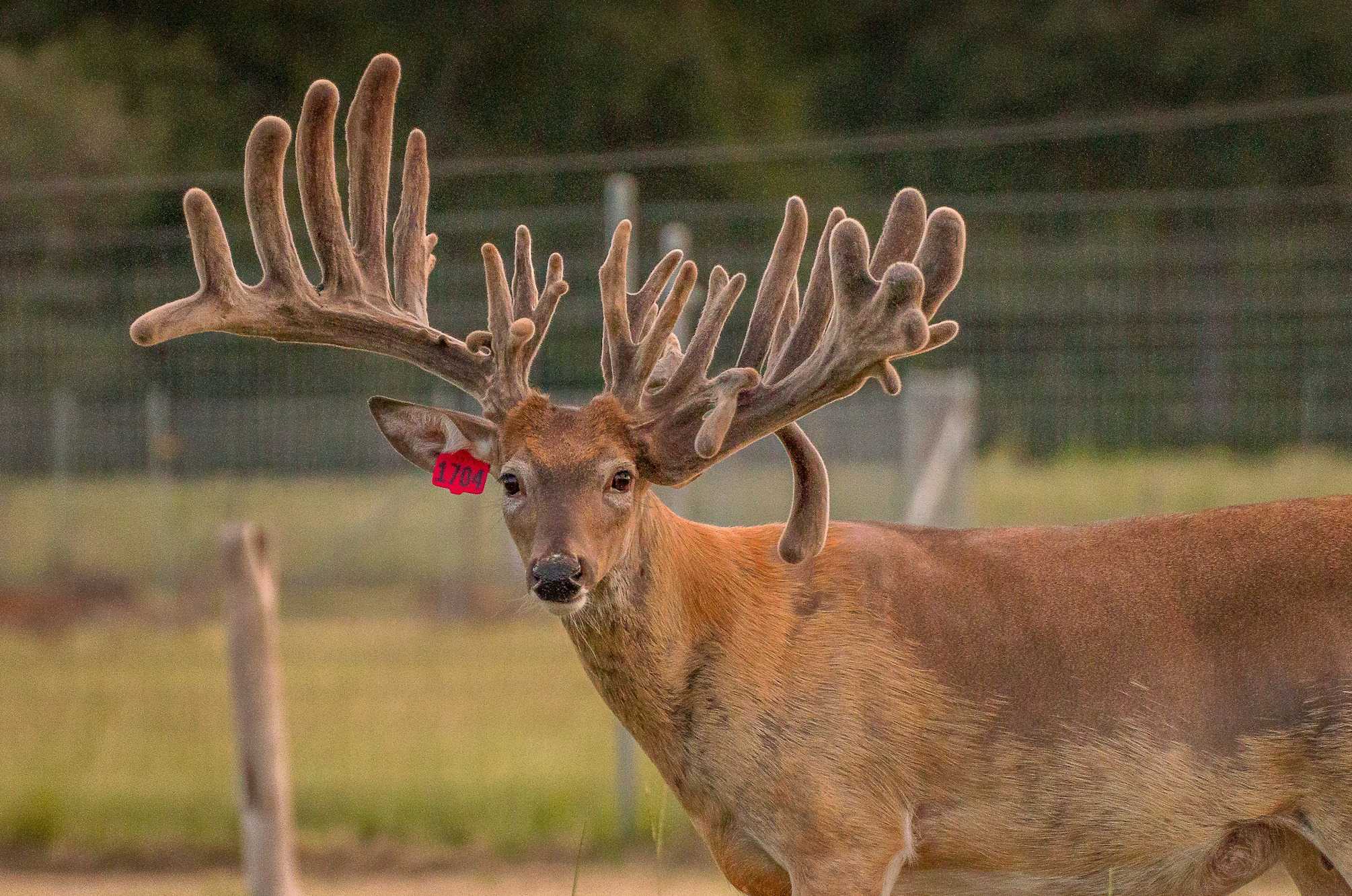 M3 Whitetails are Texas deer breeders that specialize in raising and selling whitetail Breeder Bucks, whitetail DMP Bucks, whitetail Stocker Bucks, as well as open and bred whitetail does. Big Texas Typicals are what buyers want when buying Texas DMP Bucks, Stocker Bucks, and Breeder Bucks.  Our whitetail deer for sale are sure to impress prospective buyers and are priced competitively.