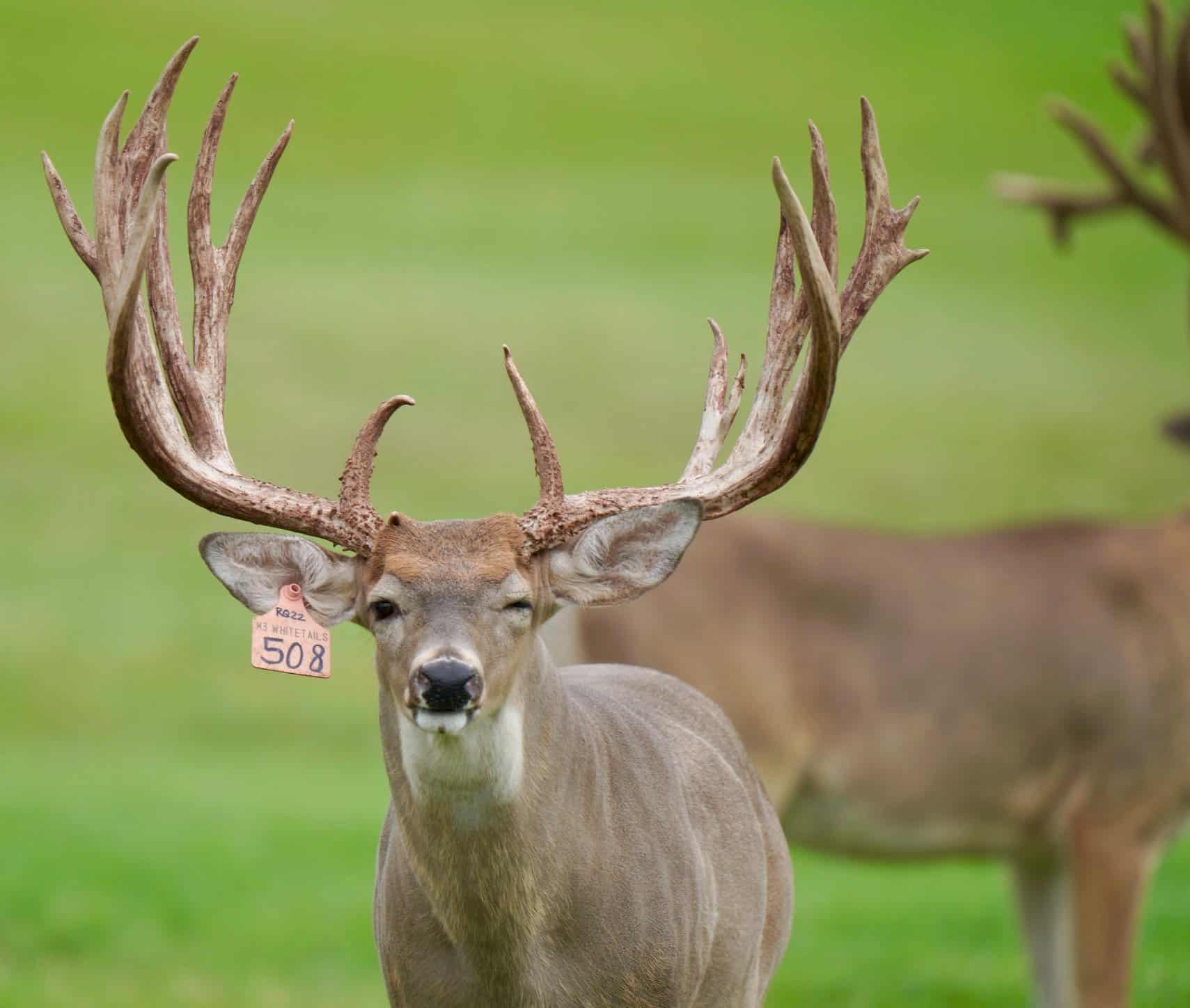 M3 Whitetails are Texas deer breeders that specialize in raising and selling whitetail Breeder Bucks, whitetail DMP Bucks, whitetail Stocker Bucks, as well as open and bred whitetail does. Big Texas Typicals are what buyers want when buying Texas DMP Bucks, Stocker Bucks, and Breeder Bucks.  Our whitetail deer for sale are sure to impress prospective buyers and are priced competitively.