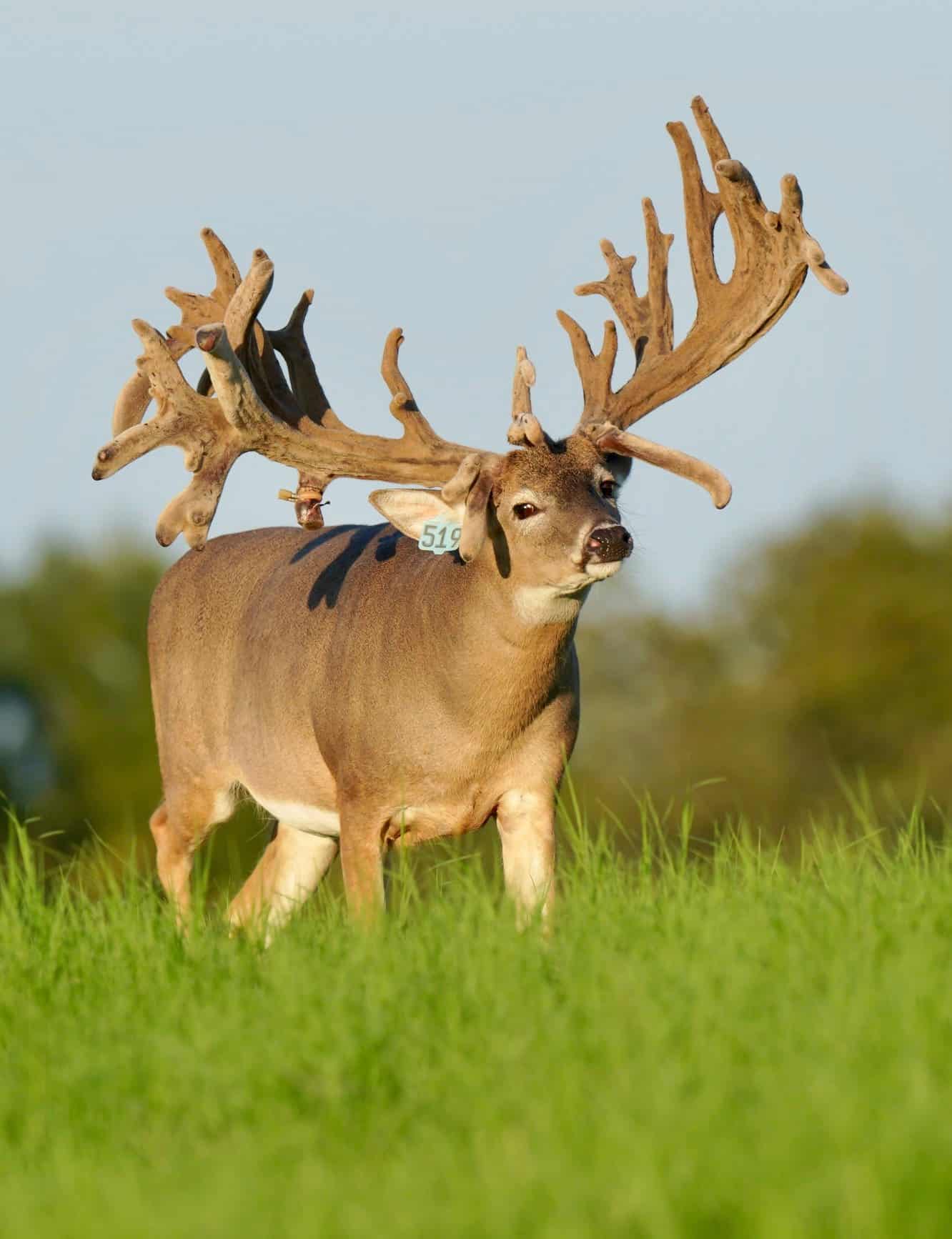 M3 Whitetails are Texas deer breeders that specialize in raising and selling whitetail Breeder Bucks, whitetail DMP Bucks, whitetail Stocker Bucks, as well as open and bred whitetail does. Big Texas Typicals are what buyers want when buying Texas DMP Bucks, Stocker Bucks, and Breeder Bucks.  Our whitetail deer for sale are sure to impress prospective buyers and are priced competitively.
