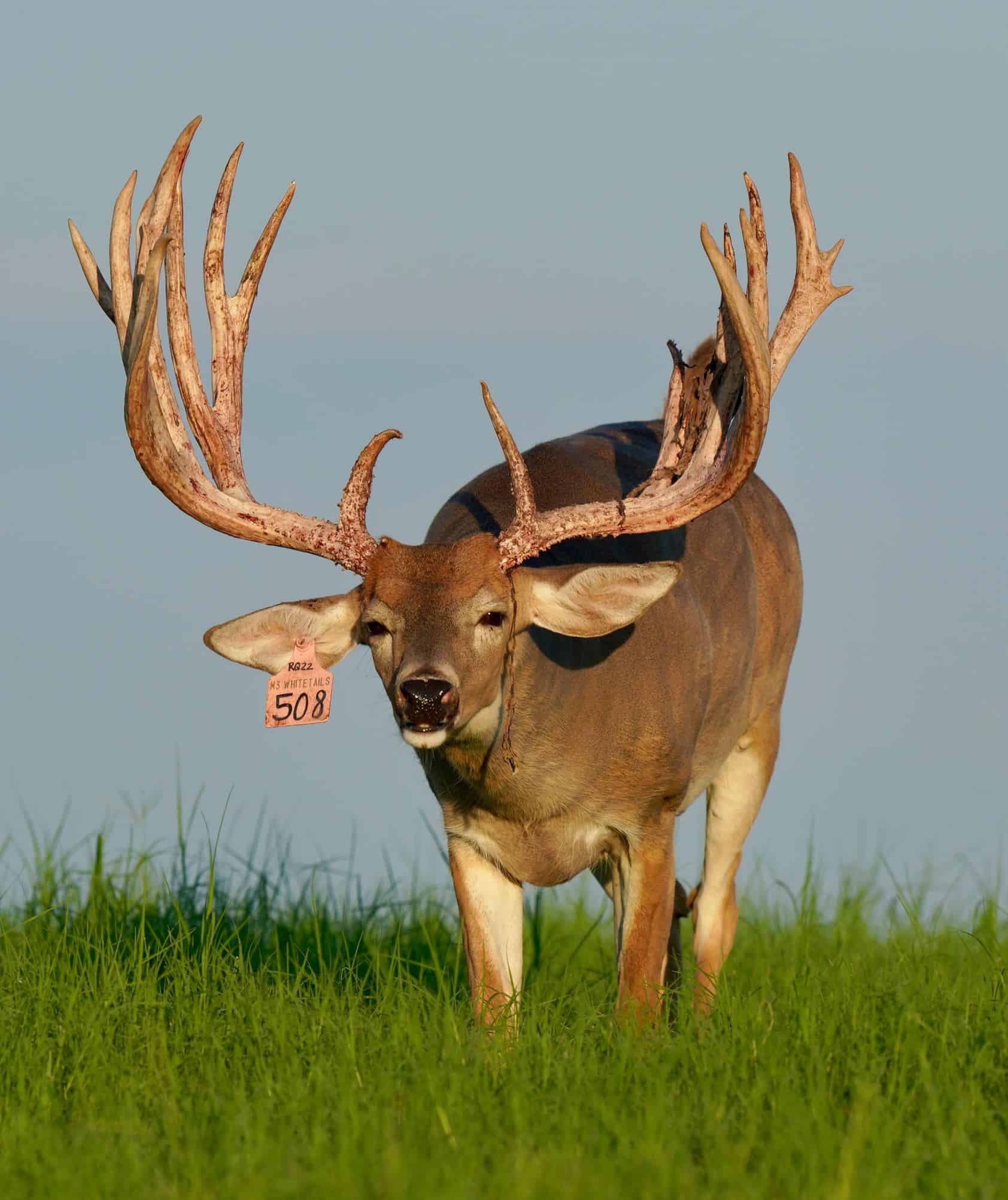 M3 Whitetails are Texas deer breeders that specialize in raising and selling whitetail Breeder Bucks, whitetail DMP Bucks, whitetail Stocker Bucks, as well as open and bred whitetail does. Big Texas Typicals are what buyers want when buying Texas DMP Bucks, Stocker Bucks, and Breeder Bucks.  Our whitetail deer for sale are sure to impress prospective buyers and are priced competitively.