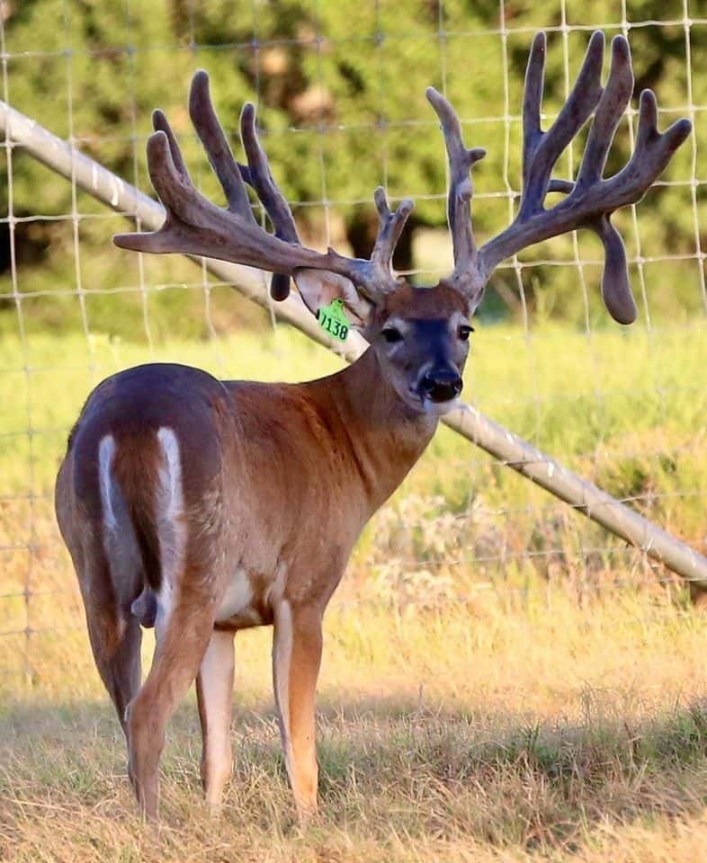 M3 Whitetails are Texas deer breeders that specialize in raising and selling whitetail Breeder Bucks, whitetail DMP Bucks, whitetail Stocker Bucks, as well as open and bred whitetail does. Big Texas Typicals are what buyers want when buying Texas DMP Bucks, Stocker Bucks, and Breeder Bucks.  Our whitetail deer for sale are sure to impress prospective buyers and are priced competitively.