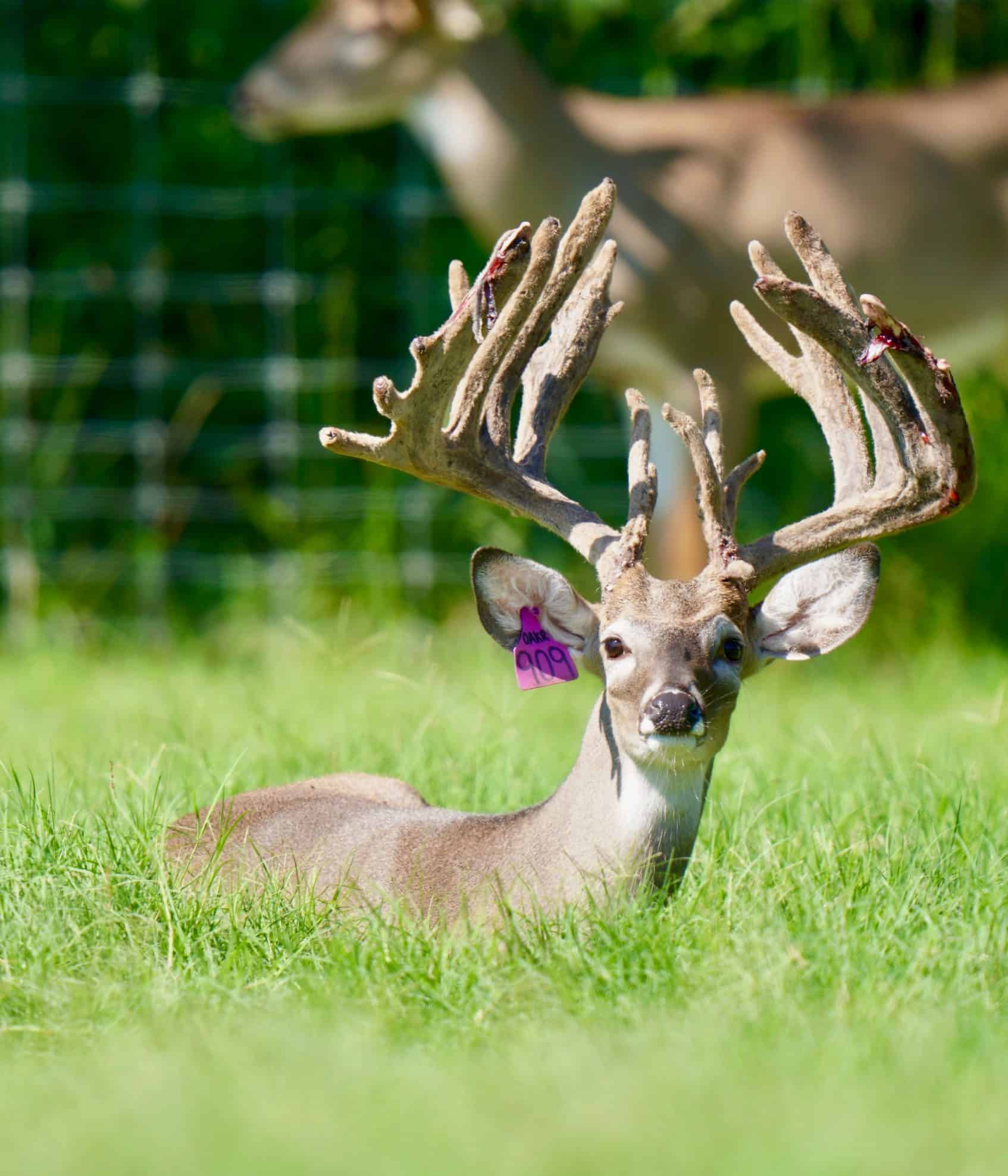 M3 Whitetails are Texas deer breeders that specialize in raising and selling whitetail Breeder Bucks, whitetail DMP Bucks, whitetail Stocker Bucks, as well as open and bred whitetail does. Big Texas Typicals are what buyers want when buying Texas DMP Bucks, Stocker Bucks, and Breeder Bucks.  Our whitetail deer for sale are sure to impress prospective buyers and are priced competitively.