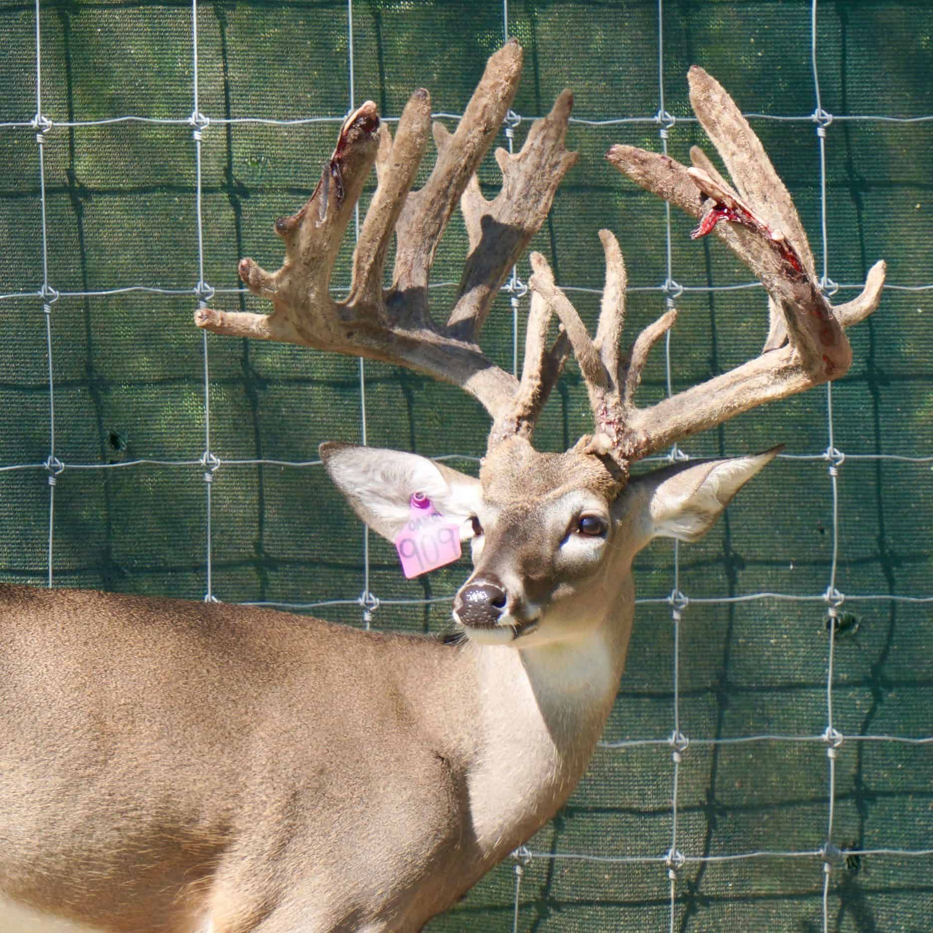 M3 Whitetails are Texas deer breeders that specialize in raising and selling whitetail Breeder Bucks, whitetail DMP Bucks, whitetail Stocker Bucks, as well as open and bred whitetail does. Big Texas Typicals are what buyers want when buying Texas DMP Bucks, Stocker Bucks, and Breeder Bucks.  Our whitetail deer for sale are sure to impress prospective buyers and are priced competitively.