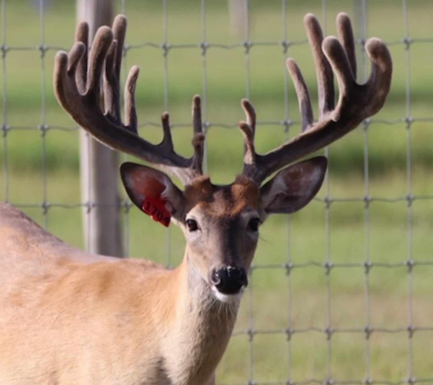 M3 Whitetails are Texas deer breeders that specialize in raising and selling whitetail Breeder Bucks, whitetail DMP Bucks, whitetail Stocker Bucks, as well as open and bred whitetail does. Big Texas Typicals are what buyers want when buying Texas DMP Bucks, Stocker Bucks, and Breeder Bucks.  Our whitetail deer for sale are sure to impress prospective buyers and are priced competitively.