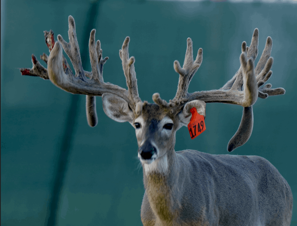 M3 Whitetails are Texas deer breeders that specialize in raising and selling whitetail Breeder Bucks, whitetail DMP Bucks, whitetail Stocker Bucks, as well as open and bred whitetail does. Big Texas Typicals are what buyers want when buying Texas DMP Bucks, Stocker Bucks, and Breeder Bucks.  Our whitetail deer for sale are sure to impress prospective buyers and are priced competitively.