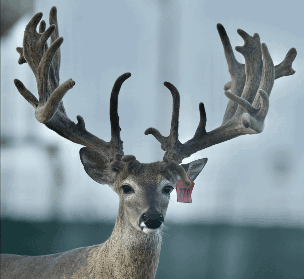 M3 Whitetails are Texas deer breeders that specialize in raising and selling whitetail Breeder Bucks, whitetail DMP Bucks, whitetail Stocker Bucks, as well as open and bred whitetail does. Big Texas Typicals are what buyers want when buying Texas DMP Bucks, Stocker Bucks, and Breeder Bucks. Our whitetail deer for sale are sure to impress prospective buyers and are priced competitively.