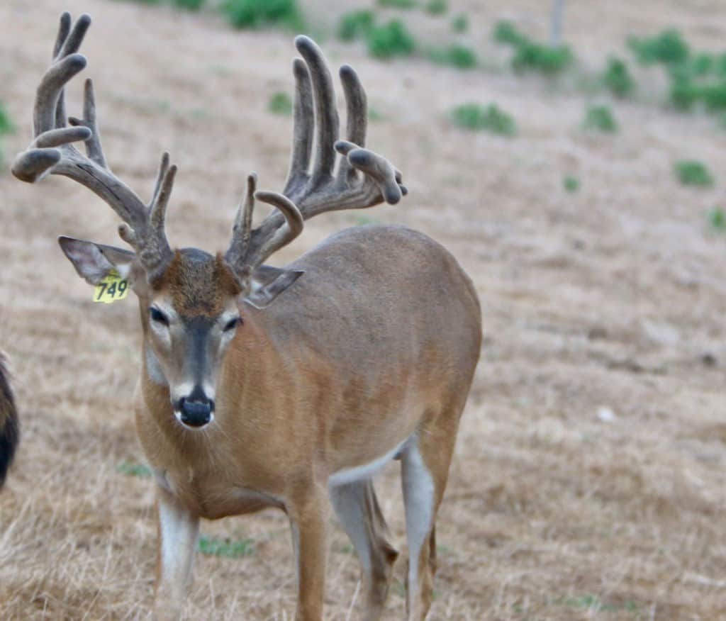 M3 Whitetails are Texas deer breeders that specialize in raising and selling whitetail Breeder Bucks, whitetail DMP Bucks, whitetail Stocker Bucks, as well as open and bred whitetail does. Big Texas Typicals are what buyers want when buying Texas DMP Bucks, Stocker Bucks, and Breeder Bucks.  Our whitetail deer for sale are sure to impress prospective buyers and are priced competitively.