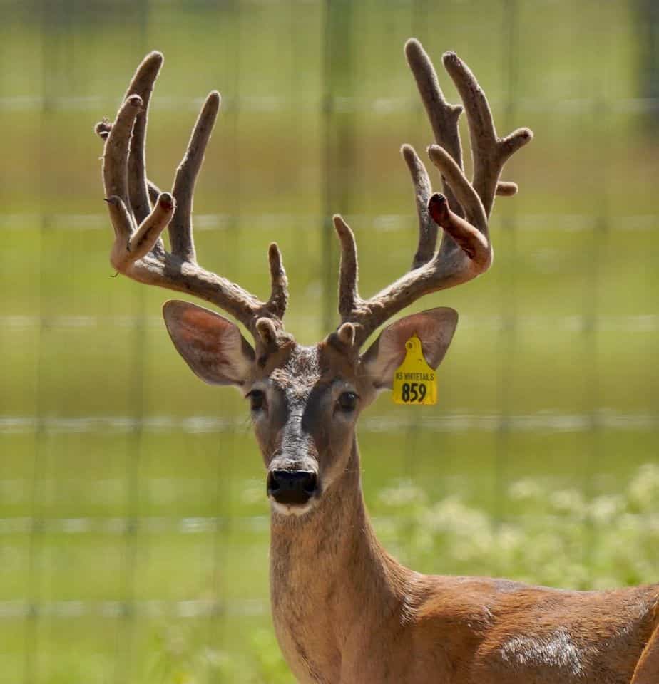 M3 Whitetails are Texas deer breeders that specialize in raising and selling whitetail Breeder Bucks, whitetail DMP Bucks, whitetail Stocker Bucks, as well as open and bred whitetail does. Big Texas Typicals are what buyers want when buying Texas DMP Bucks, Stocker Bucks, and Breeder Bucks.  Our whitetail deer for sale are sure to impress prospective buyers and are priced competitively.