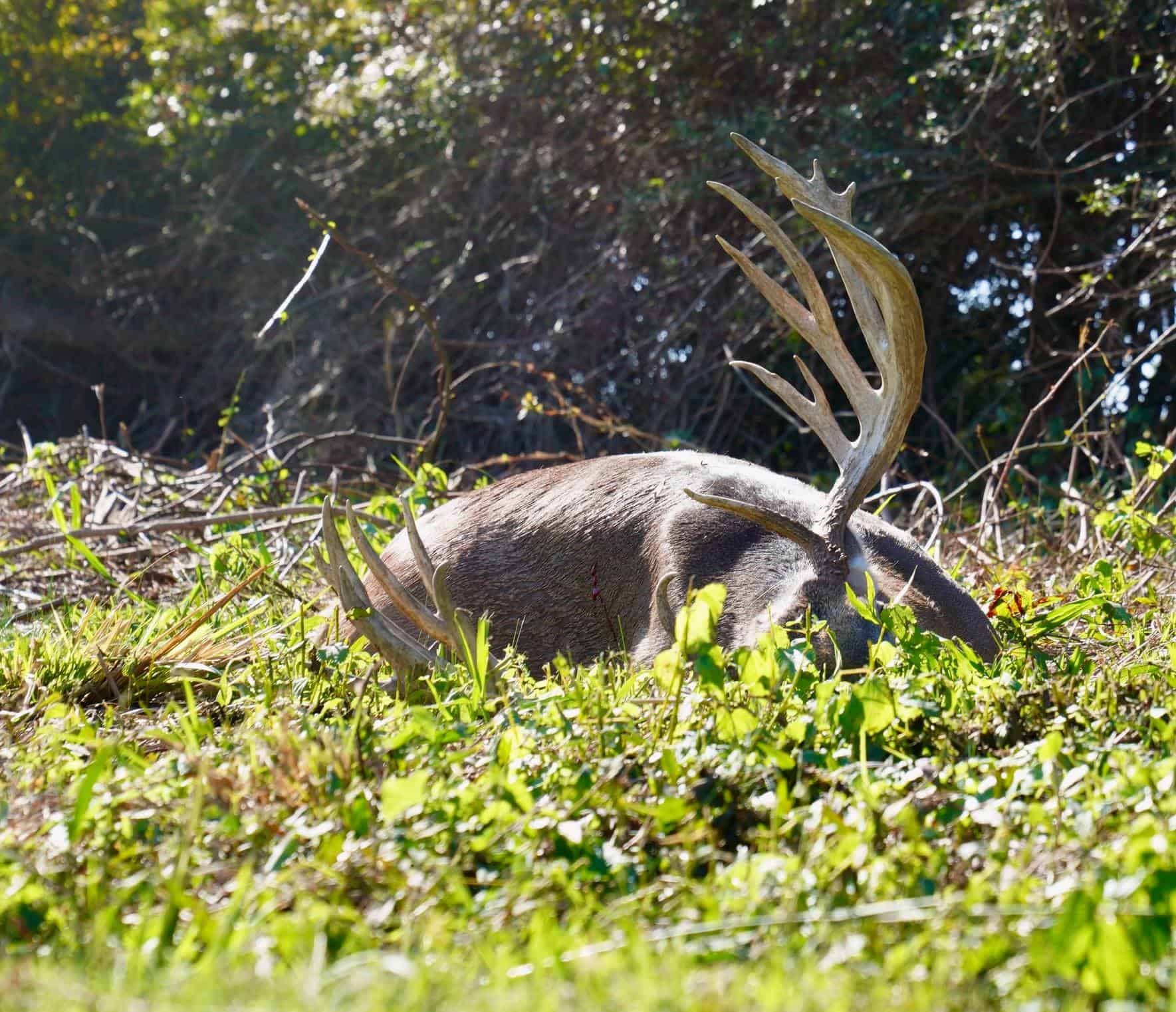 M3 Whitetails are Texas deer breeders that specialize in raising and selling whitetail Breeder Bucks, whitetail DMP Bucks, whitetail Stocker Bucks, as well as open and bred whitetail does. Big Texas Typicals are what buyers want when buying Texas DMP Bucks, Stocker Bucks, and Breeder Bucks. Our whitetail deer for sale are sure to impress prospective buyers and are priced competitively.