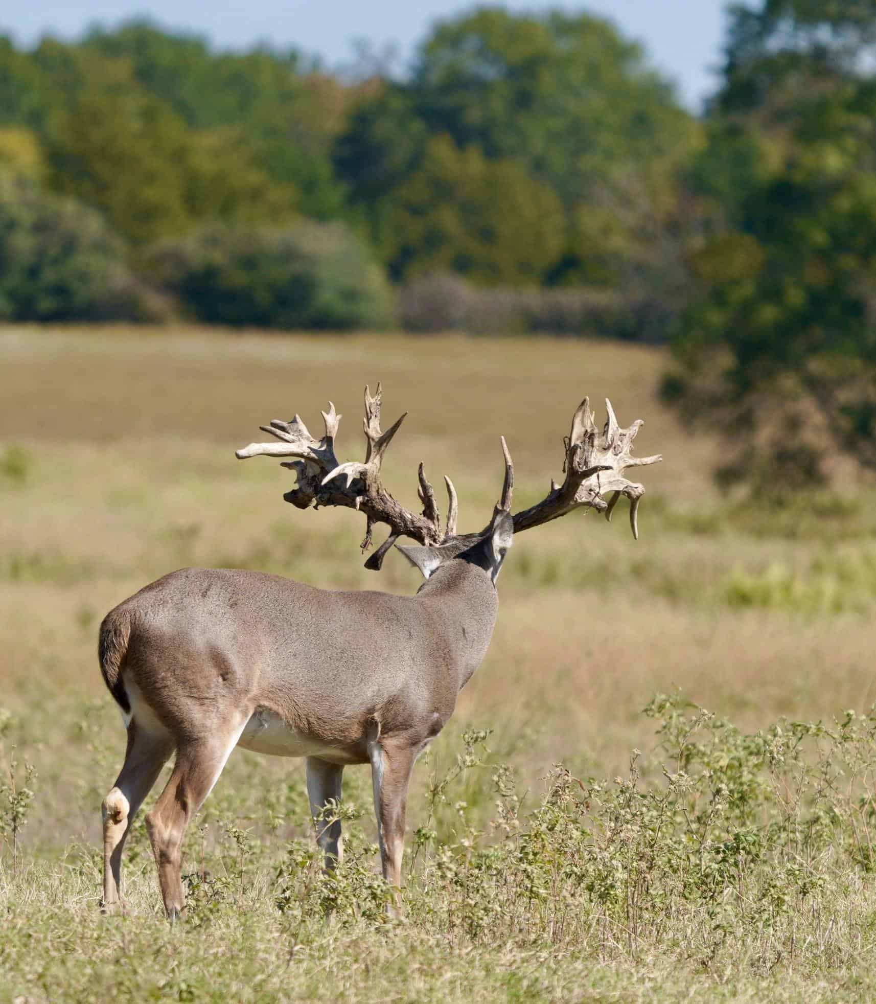 M3 Whitetails are Texas deer breeders that specialize in raising and selling whitetail Breeder Bucks, whitetail DMP Bucks, whitetail Stocker Bucks, as well as open and bred whitetail does. Big Texas Typicals are what buyers want when buying Texas DMP Bucks, Stocker Bucks, and Breeder Bucks. Our whitetail deer for sale are sure to impress prospective buyers and are priced competitively.