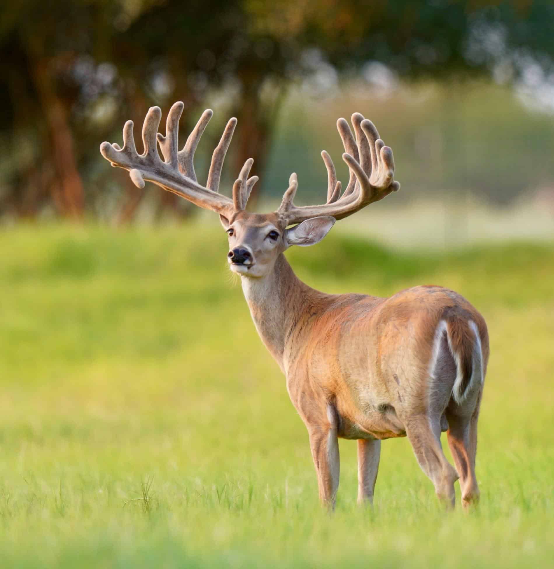 M3 Whitetails are Texas deer breeders that specialize in raising and selling whitetail Breeder Bucks, whitetail DMP Bucks, whitetail Stocker Bucks, as well as open and bred whitetail does. Big Texas Typicals are what buyers want when buying Texas DMP Bucks, Stocker Bucks, and Breeder Bucks. Our whitetail deer for sale are sure to impress prospective buyers and are priced competitively.