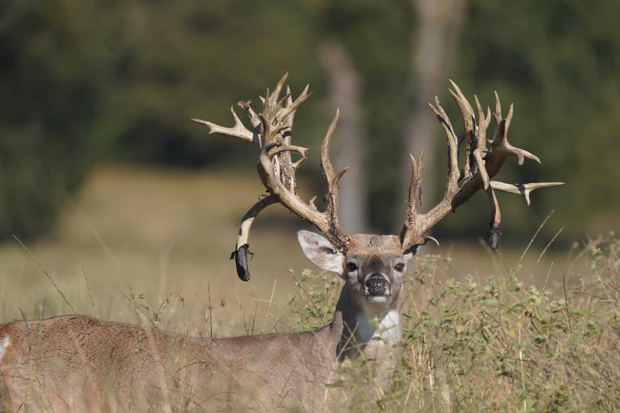 M3 Whitetails are Texas deer breeders that specialize in raising and selling whitetail Breeder Bucks, whitetail DMP Bucks, whitetail Stocker Bucks, as well as open and bred whitetail does. Big Texas Typicals are what buyers want when buying Texas DMP Bucks, Stocker Bucks, and Breeder Bucks. Our whitetail deer for sale are sure to impress prospective buyers and are priced competitively.