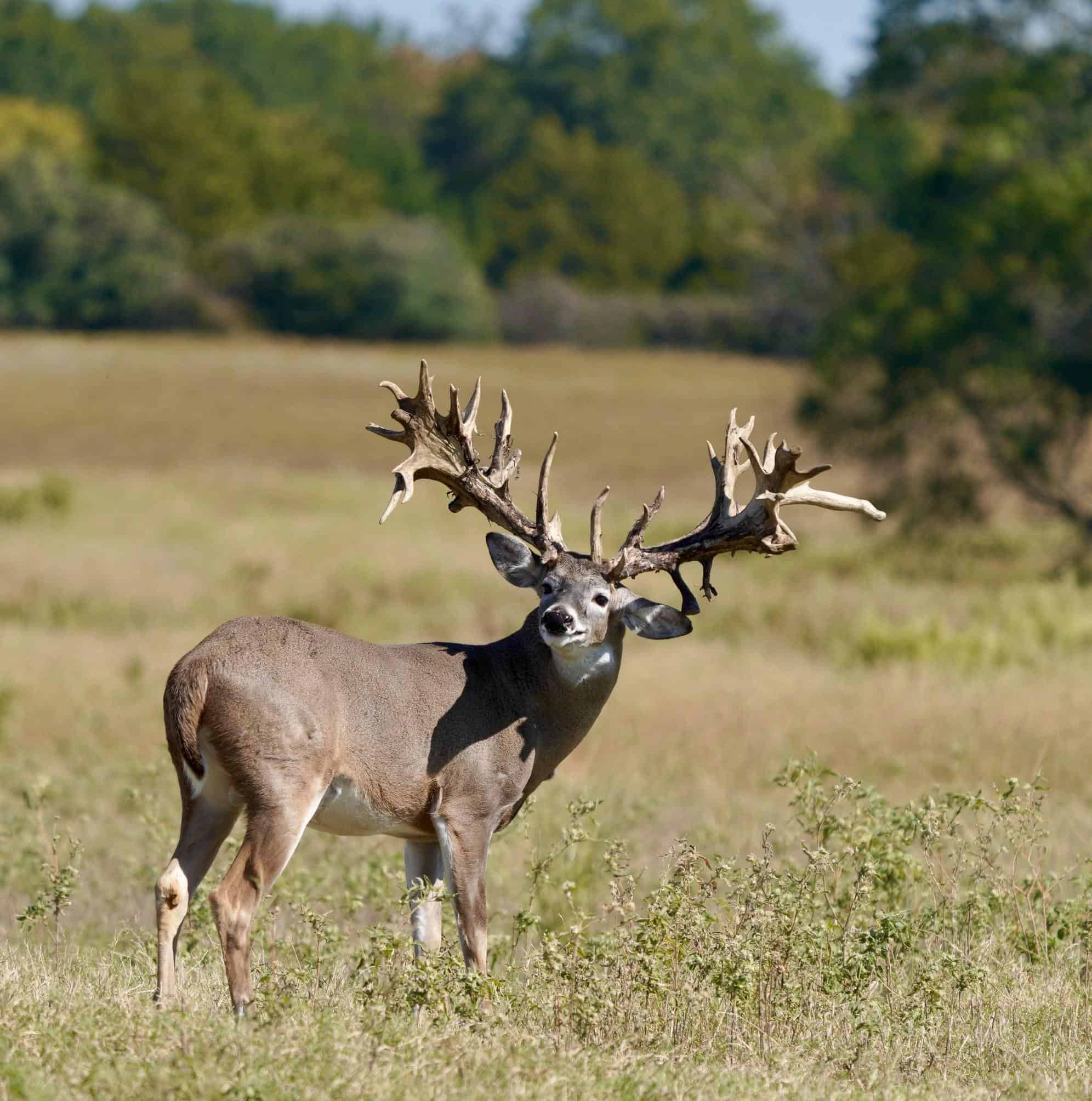 M3 Whitetails are Texas deer breeders that specialize in raising and selling whitetail Breeder Bucks, whitetail DMP Bucks, whitetail Stocker Bucks, as well as open and bred whitetail does. Big Texas Typicals are what buyers want when buying Texas DMP Bucks, Stocker Bucks, and Breeder Bucks.  Our whitetail deer for sale are sure to impress prospective buyers and are priced competitively.