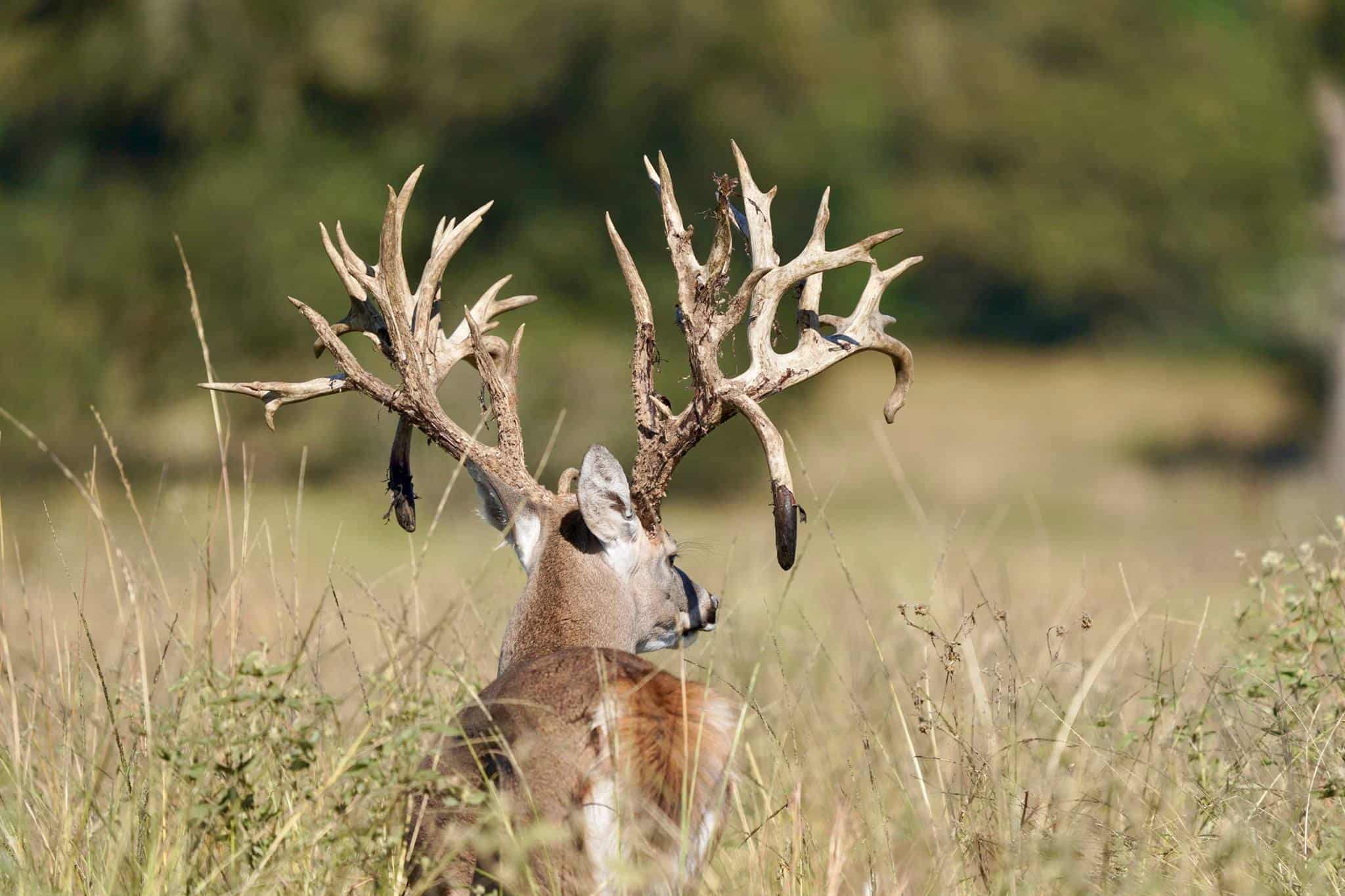 M3 Whitetails are Texas deer breeders that specialize in raising and selling whitetail Breeder Bucks, whitetail DMP Bucks, whitetail Stocker Bucks, as well as open and bred whitetail does. Big Texas Typicals are what buyers want when buying Texas DMP Bucks, Stocker Bucks, and Breeder Bucks. Our whitetail deer for sale are sure to impress prospective buyers and are priced competitively.