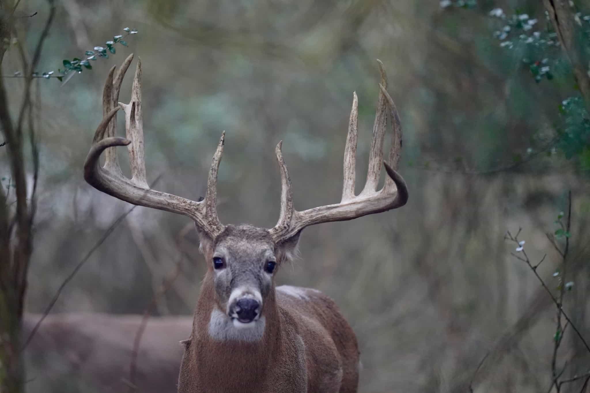M3 Whitetails are Texas deer breeders that specialize in raising and selling whitetail Breeder Bucks, whitetail DMP Bucks, whitetail Stocker Bucks, as well as open and bred whitetail does. Big Texas Typicals are what buyers want when buying Texas DMP Bucks, Stocker Bucks, and Breeder Bucks. Our whitetail deer for sale are sure to impress prospective buyers and are priced competitively.
