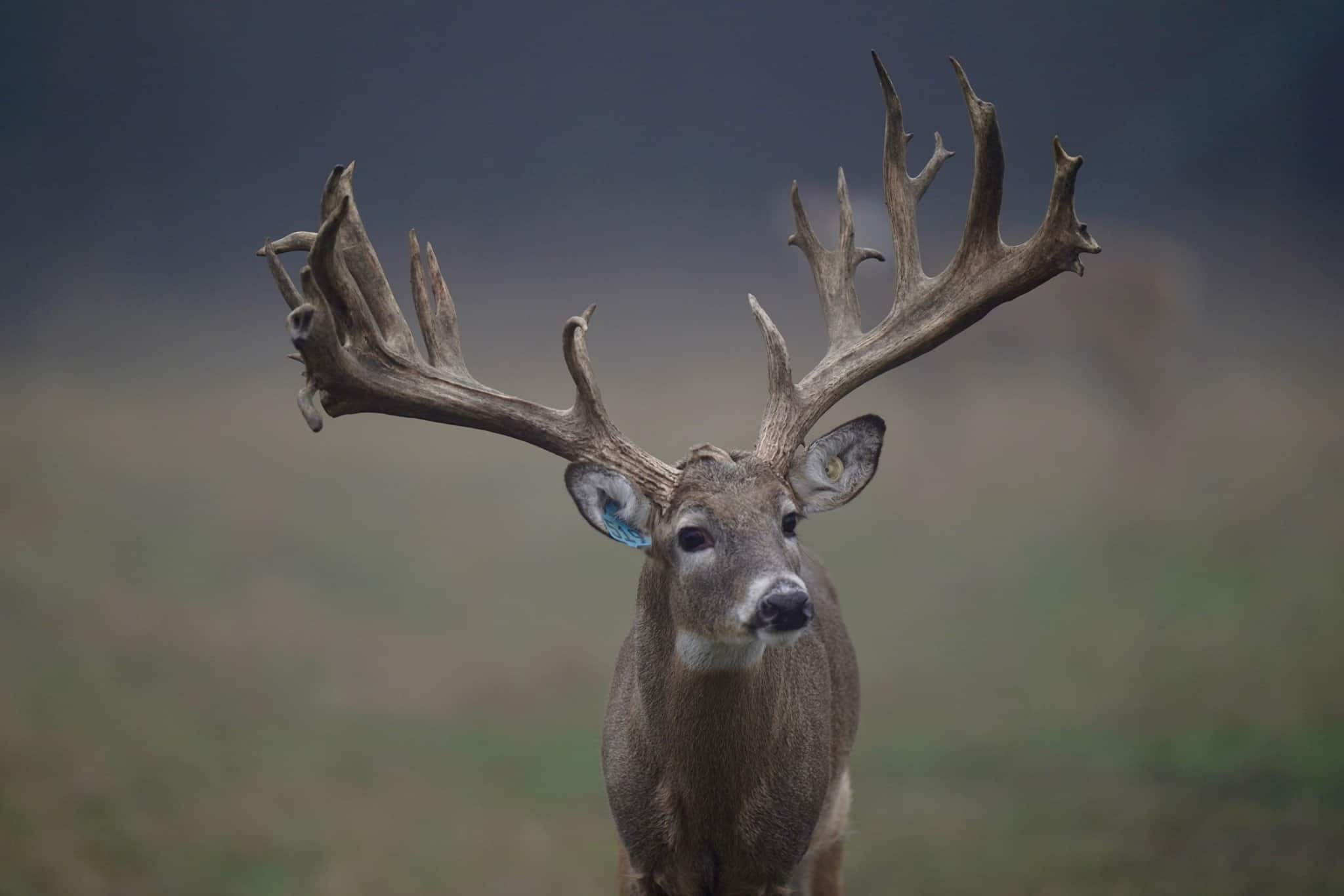 M3 Whitetails are Texas deer breeders that specialize in raising and selling whitetail Breeder Bucks, whitetail DMP Bucks, whitetail Stocker Bucks, as well as open and bred whitetail does. Big Texas Typicals are what buyers want when buying Texas DMP Bucks, Stocker Bucks, and Breeder Bucks. Our whitetail deer for sale are sure to impress prospective buyers and are priced competitively.