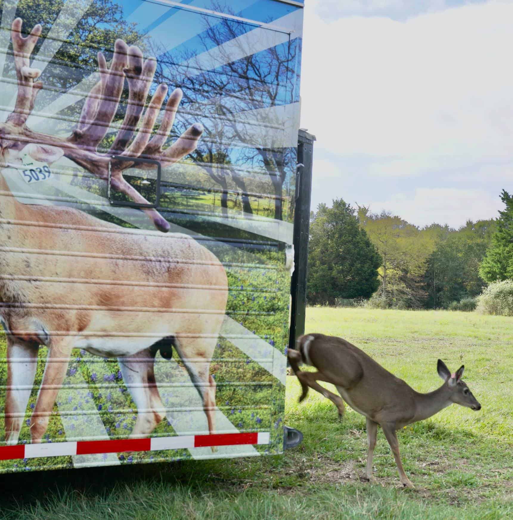 M3 Whitetails are Texas deer breeders that specialize in raising and selling whitetail Breeder Bucks, whitetail DMP Bucks, whitetail Stocker Bucks, as well as open and bred whitetail does. Big Texas Typicals are what buyers want when buying Texas DMP Bucks, Stocker Bucks, and Breeder Bucks. Our whitetail deer for sale are sure to impress prospective buyers and are priced competitively.