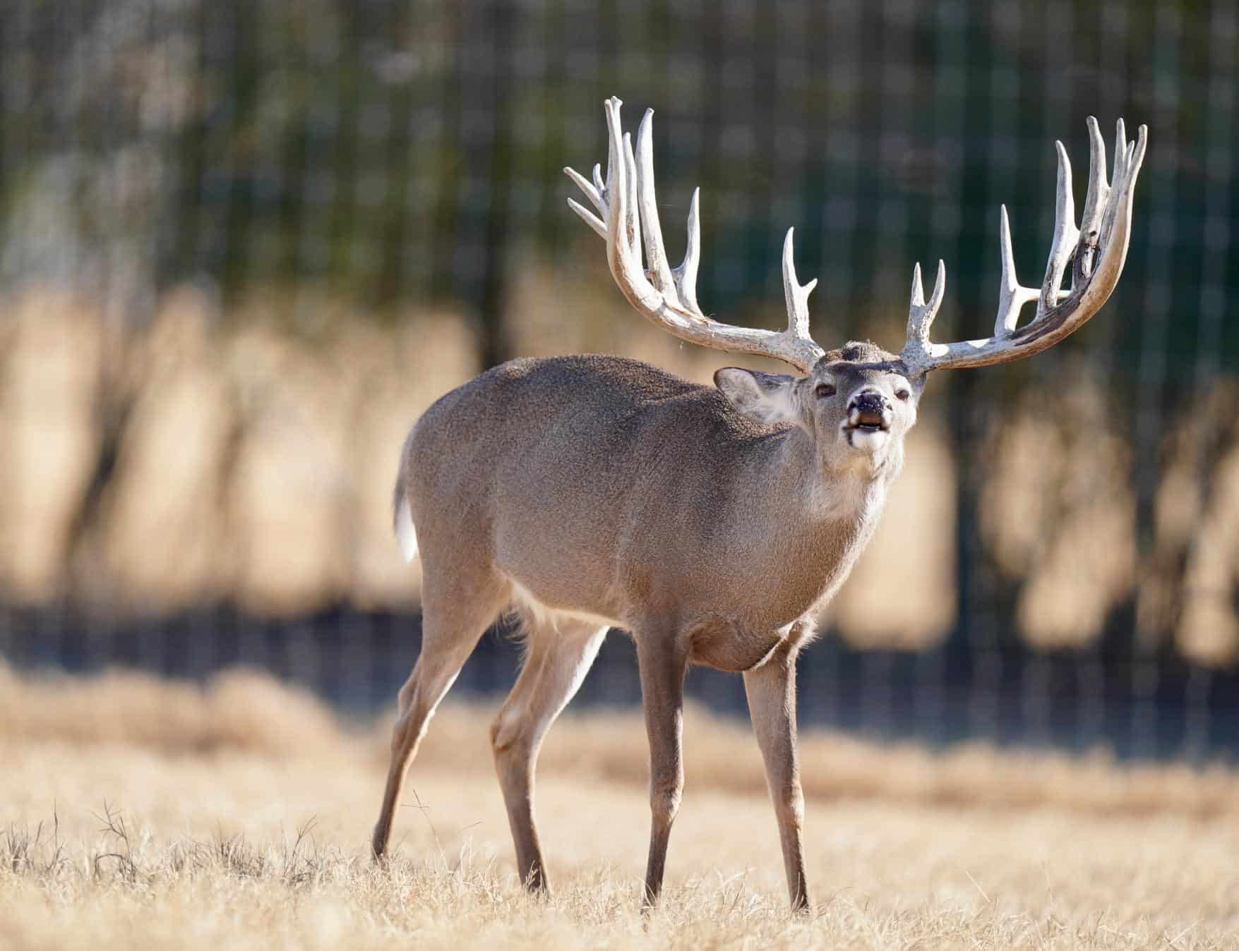 M3 Whitetails are Texas deer breeders that specialize in raising and selling whitetail Breeder Bucks, whitetail DMP Bucks, whitetail Stocker Bucks, as well as open and bred whitetail does. Big Texas Typicals are what buyers want when buying Texas DMP Bucks, Stocker Bucks, and Breeder Bucks. Our whitetail deer for sale are sure to impress prospective buyers and are priced competitively.