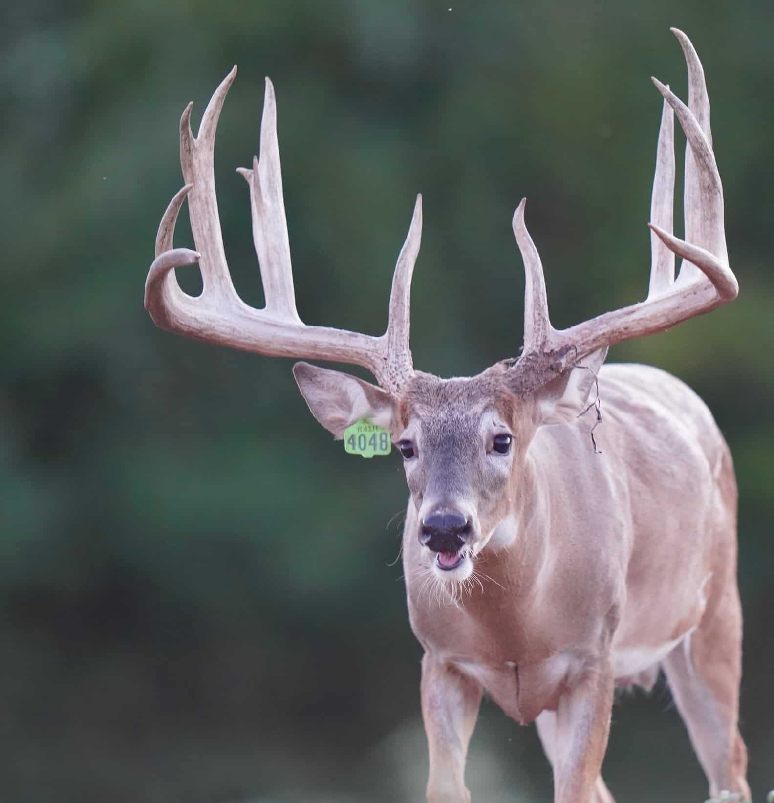 M3 Whitetails are Texas deer breeders that specialize in raising and selling whitetail Breeder Bucks, whitetail DMP Bucks, whitetail Stocker Bucks, as well as open and bred whitetail does. Big Texas Typicals are what buyers want when buying Texas DMP Bucks, Stocker Bucks, and Breeder Bucks. Our whitetail deer for sale are sure to impress prospective buyers and are priced competitively.