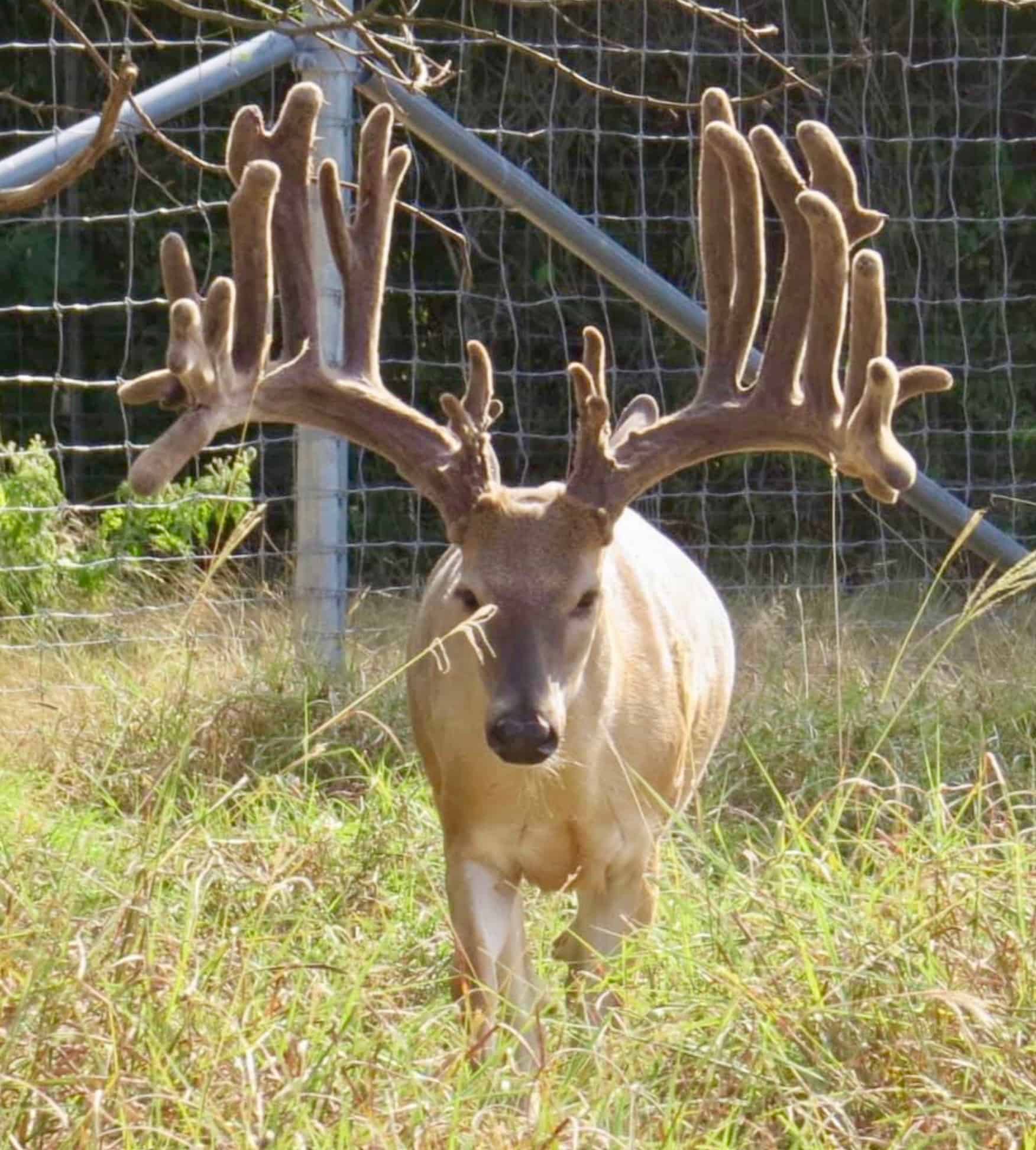 M3 Whitetails are Texas deer breeders that specialize in raising and selling whitetail Breeder Bucks, whitetail DMP Bucks, whitetail Stocker Bucks, as well as open and bred whitetail does. Big Texas Typicals are what buyers want when buying Texas DMP Bucks, Stocker Bucks, and Breeder Bucks. Our whitetail deer for sale are sure to impress prospective buyers and are priced competitively.