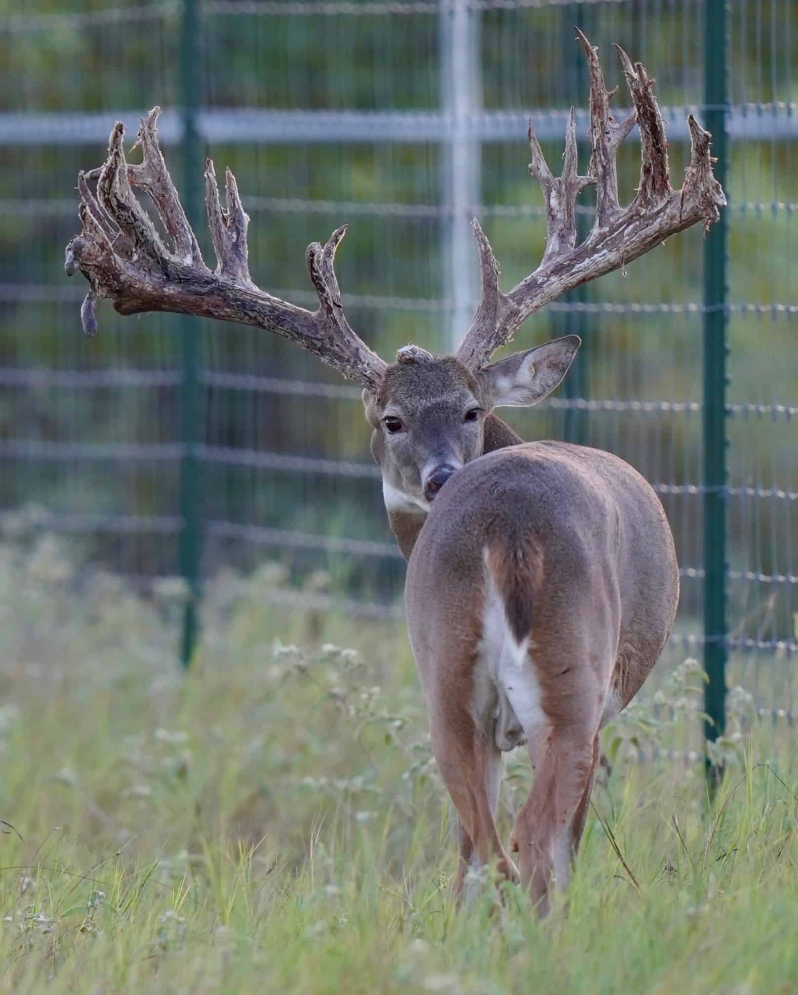 M3 Whitetails are Texas deer breeders that specialize in raising and selling whitetail Breeder Bucks, whitetail DMP Bucks, whitetail Stocker Bucks, as well as open and bred whitetail does. Big Texas Typicals are what buyers want when buying Texas DMP Bucks, Stocker Bucks, and Breeder Bucks. Our whitetail deer for sale are sure to impress prospective buyers and are priced competitively.
