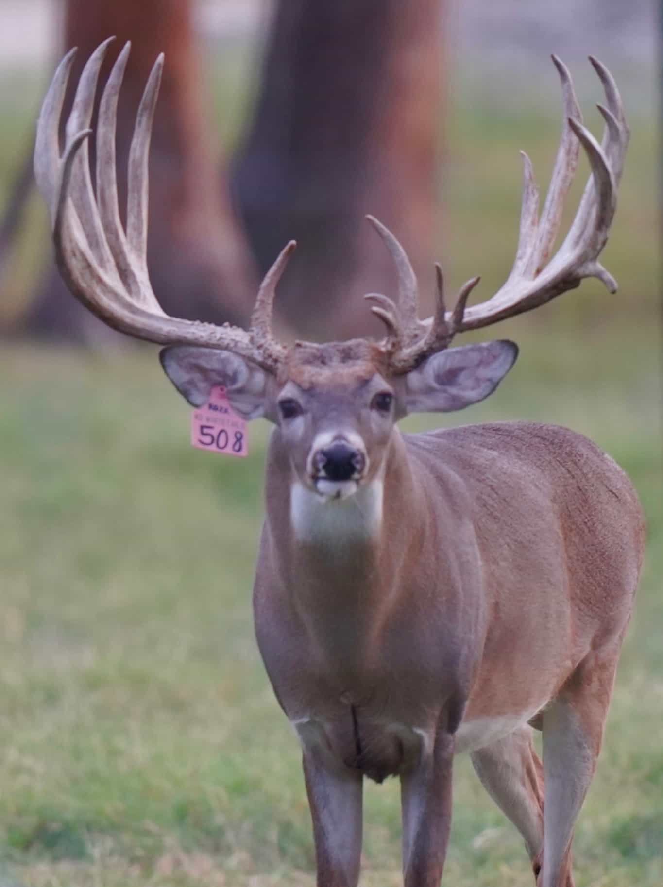 M3 Whitetails are Texas deer breeders that specialize in raising and selling whitetail Breeder Bucks, whitetail DMP Bucks, whitetail Stocker Bucks, as well as open and bred whitetail does. Big Texas Typicals are what buyers want when buying Texas DMP Bucks, Stocker Bucks, and Breeder Bucks. Our whitetail deer for sale are sure to impress prospective buyers and are priced competitively.