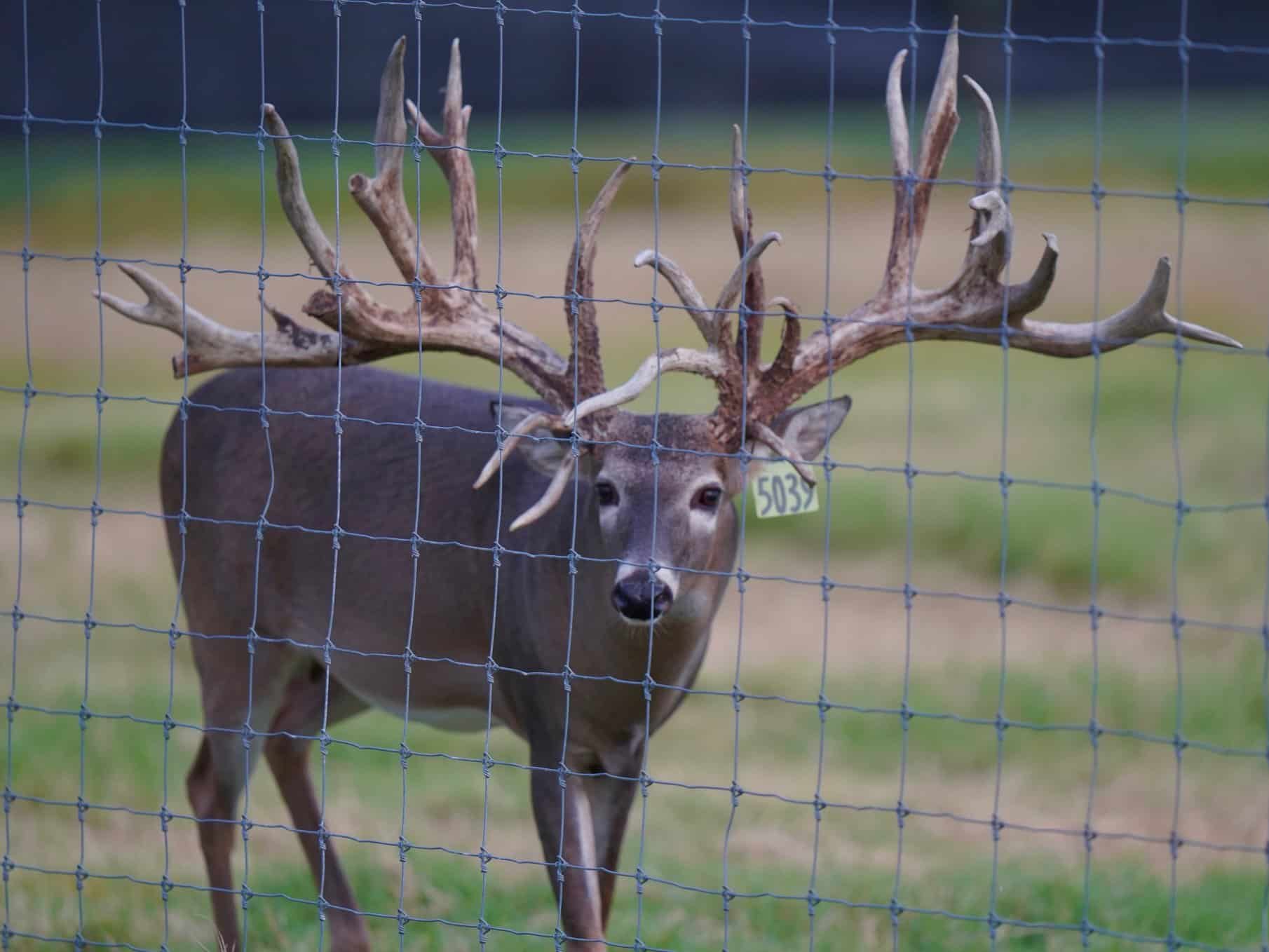 M3 Whitetails are Texas deer breeders that specialize in raising and selling whitetail Breeder Bucks, whitetail DMP Bucks, whitetail Stocker Bucks, as well as open and bred whitetail does. Big Texas Typicals are what buyers want when buying Texas DMP Bucks, Stocker Bucks, and Breeder Bucks. Our whitetail deer for sale are sure to impress prospective buyers and are priced competitively.
