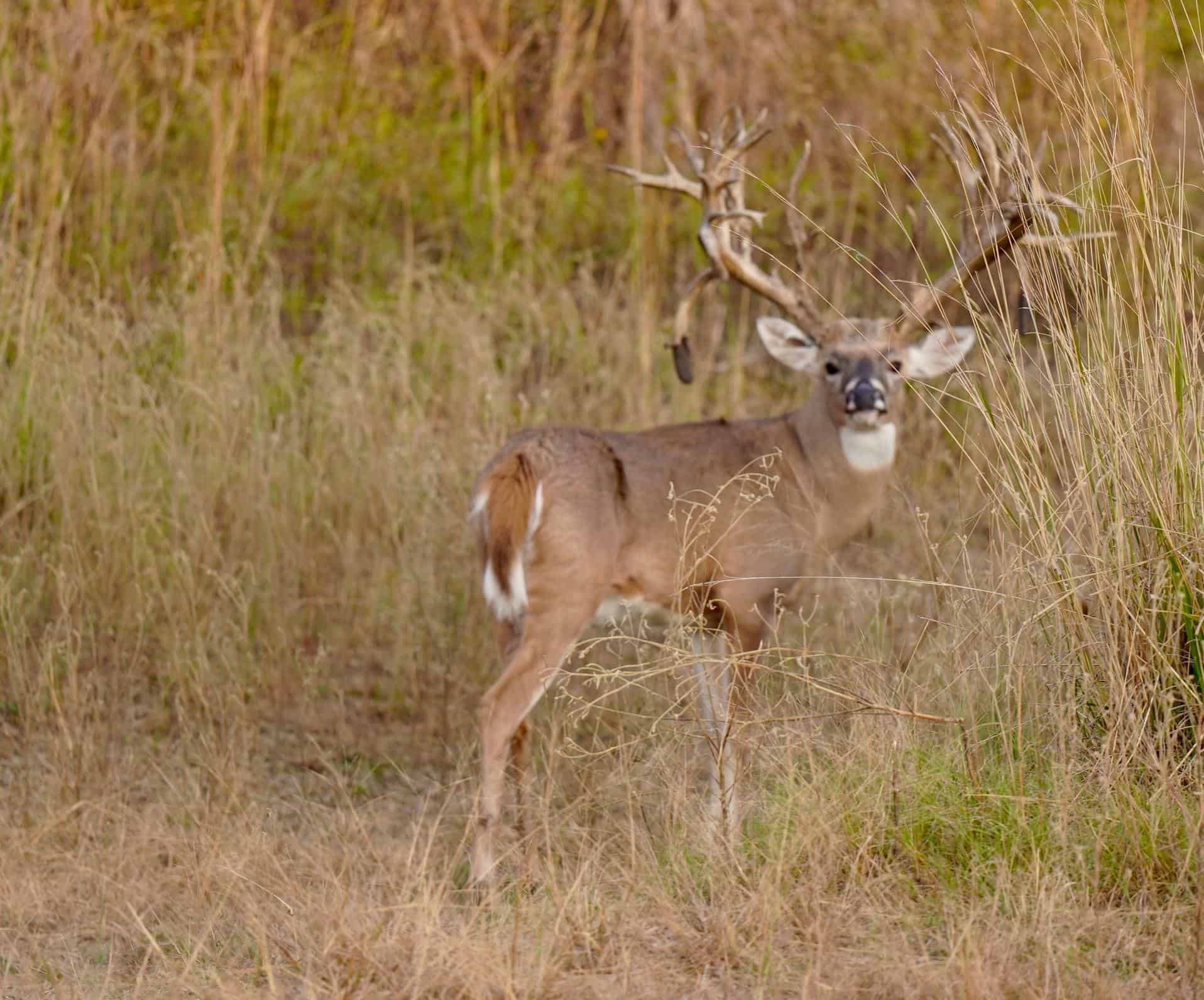 M3 Whitetails are Texas deer breeders that specialize in raising and selling whitetail Breeder Bucks, whitetail DMP Bucks, whitetail Stocker Bucks, as well as open and bred whitetail does. Big Texas Typicals are what buyers want when buying Texas DMP Bucks, Stocker Bucks, and Breeder Bucks.  Our whitetail deer for sale are sure to impress prospective buyers and are priced competitively.