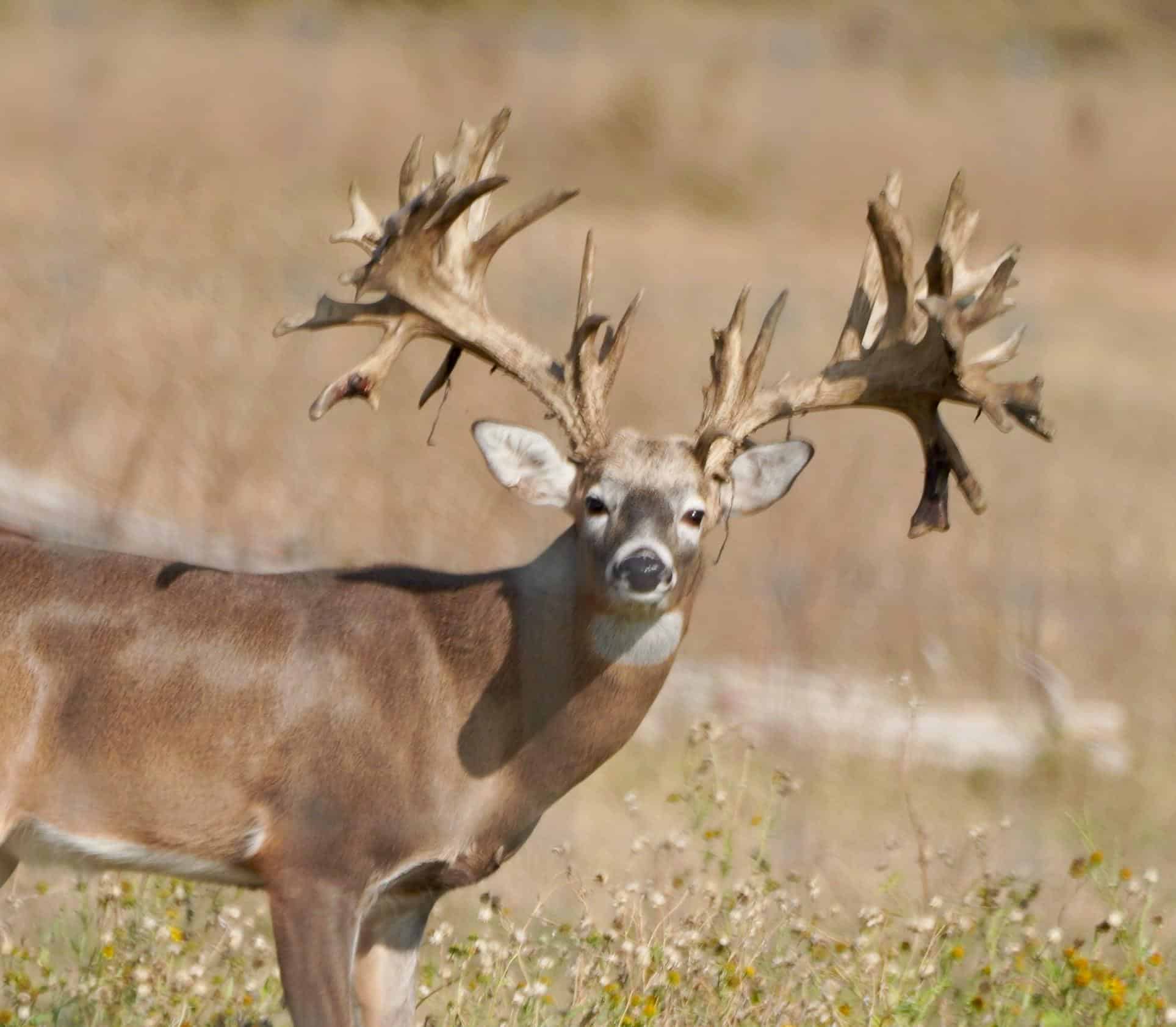 M3 Whitetails are Texas deer breeders that specialize in raising and selling whitetail Breeder Bucks, whitetail DMP Bucks, whitetail Stocker Bucks, as well as open and bred whitetail does. Big Texas Typicals are what buyers want when buying Texas DMP Bucks, Stocker Bucks, and Breeder Bucks.  Our whitetail deer for sale are sure to impress prospective buyers and are priced competitively.
