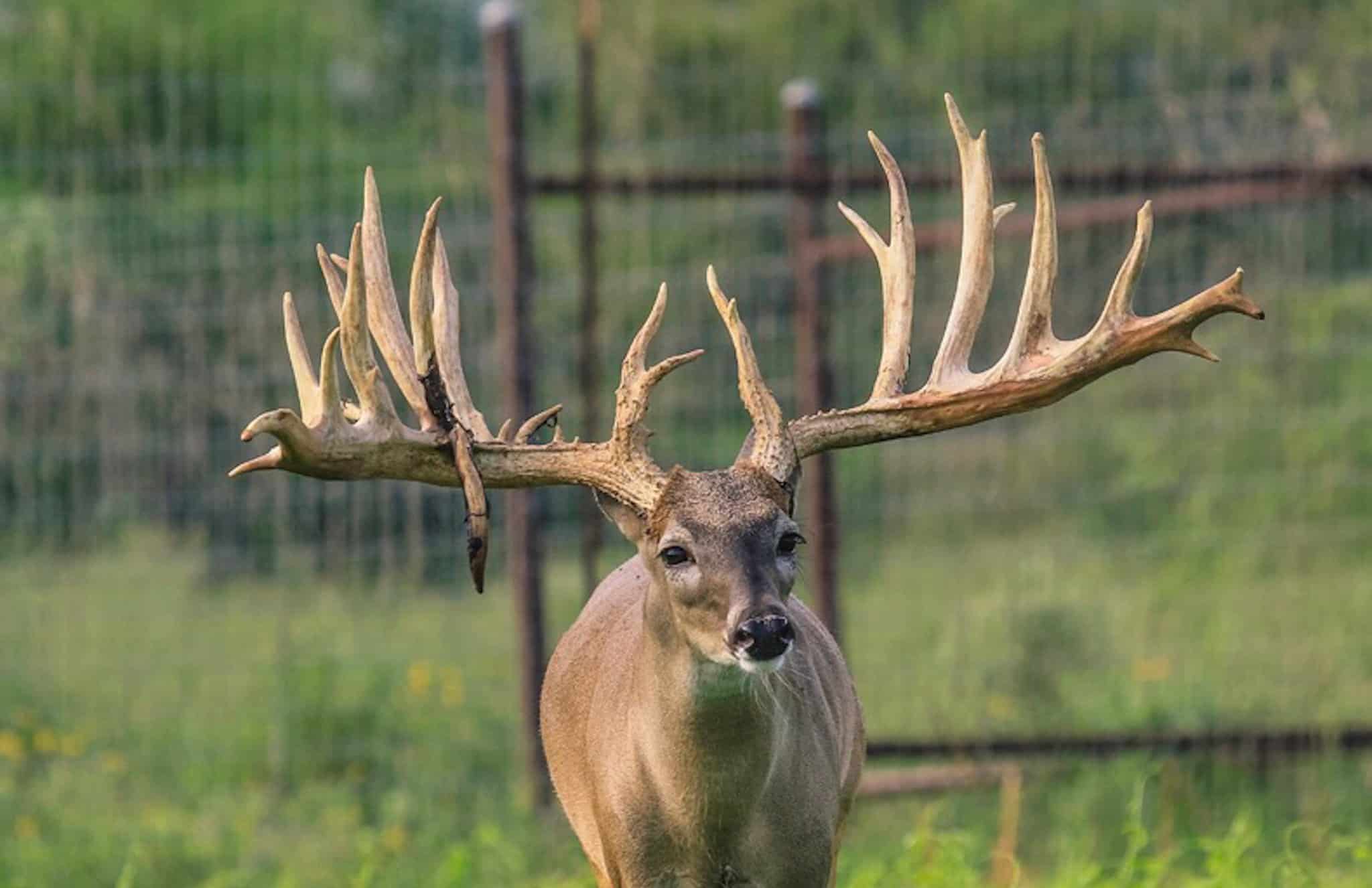 M3 Whitetails are Texas deer breeders that specialize in raising and selling whitetail Breeder Bucks, whitetail DMP Bucks, whitetail Stocker Bucks, as well as open and bred whitetail does. Big Texas Typicals are what buyers want when buying Texas DMP Bucks, Stocker Bucks, and Breeder Bucks. Our whitetail deer for sale are sure to impress prospective buyers and are priced competitively.