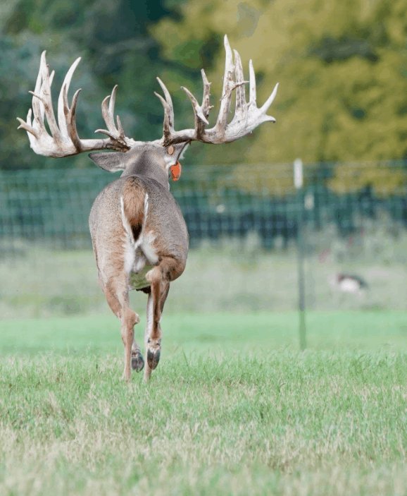 M3 Whitetails are Texas deer breeders that specialize in raising and selling whitetail Breeder Bucks, whitetail DMP Bucks, whitetail Stocker Bucks, as well as open and bred whitetail does. Big Texas Typicals are what buyers want when buying Texas DMP Bucks, Stocker Bucks, and Breeder Bucks. Our whitetail deer for sale are sure to impress prospective buyers and are priced competitively.
