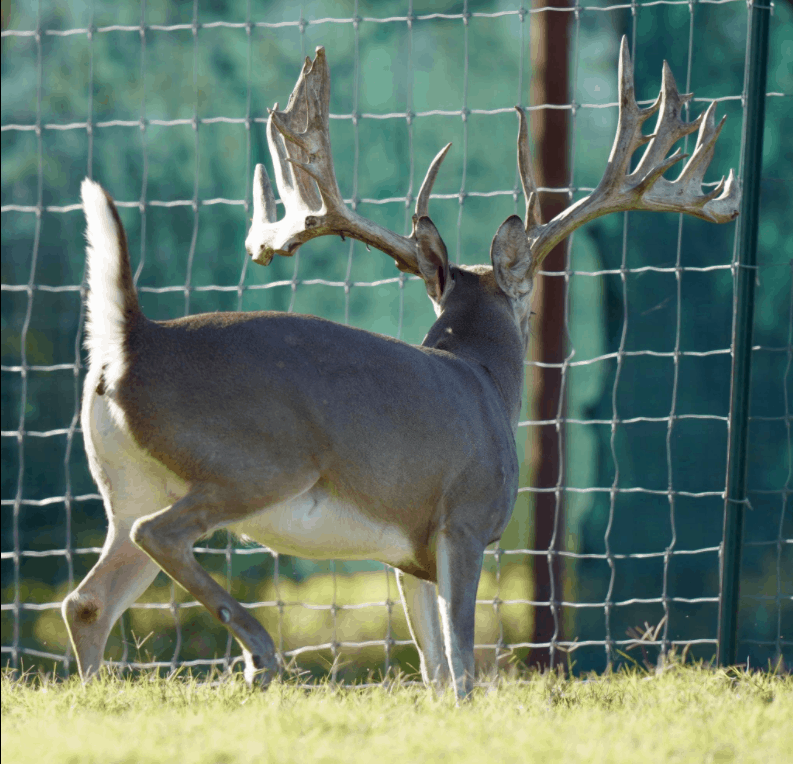 M3 Whitetails are Texas deer breeders that specialize in raising and selling whitetail Breeder Bucks, whitetail DMP Bucks, whitetail Stocker Bucks, as well as open and bred whitetail does. Big Texas Typicals are what buyers want when buying Texas DMP Bucks, Stocker Bucks, and Breeder Bucks. Our whitetail deer for sale are sure to impress prospective buyers and are priced competitively.