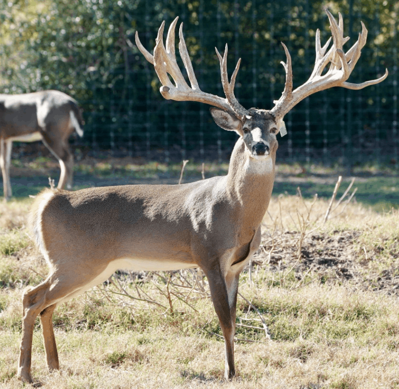 M3 Whitetails are Texas deer breeders that specialize in raising and selling whitetail Breeder Bucks, whitetail DMP Bucks, whitetail Stocker Bucks, as well as open and bred whitetail does. Big Texas Typicals are what buyers want when buying Texas DMP Bucks, Stocker Bucks, and Breeder Bucks. Our whitetail deer for sale are sure to impress prospective buyers and are priced competitively.