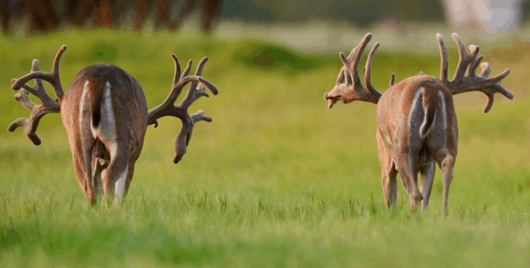 M3 Whitetails are Texas deer breeders that specialize in raising and selling whitetail Breeder Bucks, whitetail DMP Bucks, whitetail Stocker Bucks, as well as open and bred whitetail does. Big Texas Typicals are what buyers want when buying Texas DMP Bucks, Stocker Bucks, and Breeder Bucks. Our whitetail deer for sale are sure to impress prospective buyers and are priced competitively.