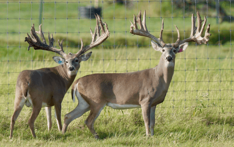 M3 Whitetails are Texas deer breeders that specialize in raising and selling whitetail Breeder Bucks, whitetail DMP Bucks, whitetail Stocker Bucks, as well as open and bred whitetail does. Big Texas Typicals are what buyers want when buying Texas DMP Bucks, Stocker Bucks, and Breeder Bucks. Our whitetail deer for sale are sure to impress prospective buyers and are priced competitively.