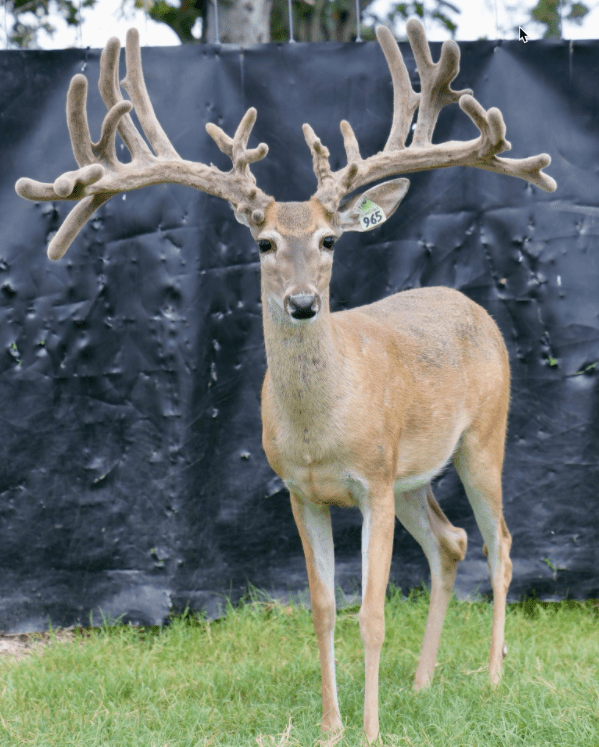 M3 Whitetails are Texas deer breeders that specialize in raising and selling whitetail Breeder Bucks, whitetail DMP Bucks, whitetail Stocker Bucks, as well as open and bred whitetail does. Big Texas Typicals are what buyers want when buying Texas DMP Bucks, Stocker Bucks, and Breeder Bucks. Our whitetail deer for sale are sure to impress prospective buyers and are priced competitively.