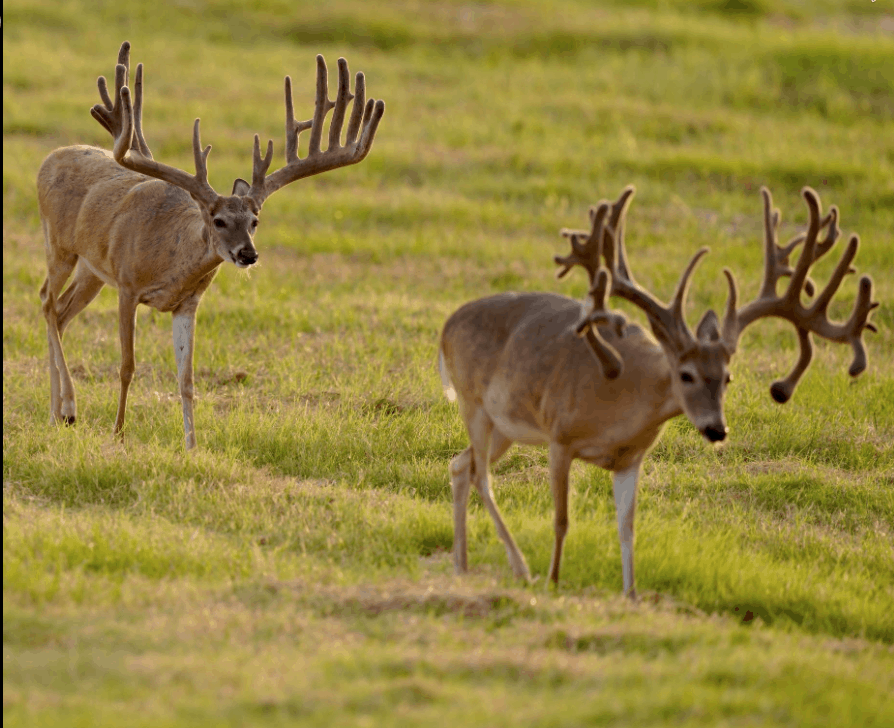 M3 Whitetails are Texas deer breeders that specialize in raising and selling whitetail Breeder Bucks, whitetail DMP Bucks, whitetail Stocker Bucks, as well as open and bred whitetail does. Big Texas Typicals are what buyers want when buying Texas DMP Bucks, Stocker Bucks, and Breeder Bucks. Our whitetail deer for sale are sure to impress prospective buyers and are priced competitively.
