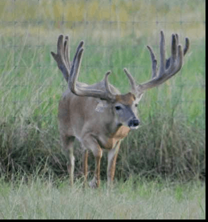M3 Whitetails are Texas deer breeders that specialize in raising and selling whitetail Breeder Bucks, whitetail DMP Bucks, whitetail Stocker Bucks, as well as open and bred whitetail does. Big Texas Typicals are what buyers want when buying Texas DMP Bucks, Stocker Bucks, and Breeder Bucks. Our whitetail deer for sale are sure to impress prospective buyers and are priced competitively.