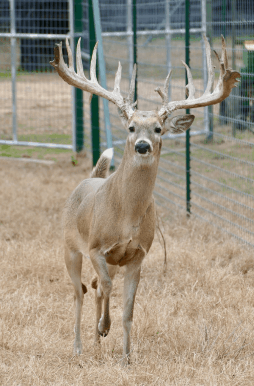 M3 Whitetails are Texas deer breeders that specialize in raising and selling whitetail Breeder Bucks, whitetail DMP Bucks, whitetail Stocker Bucks, as well as open and bred whitetail does. Big Texas Typicals are what buyers want when buying Texas DMP Bucks, Stocker Bucks, and Breeder Bucks. Our whitetail deer for sale are sure to impress prospective buyers and are priced competitively.