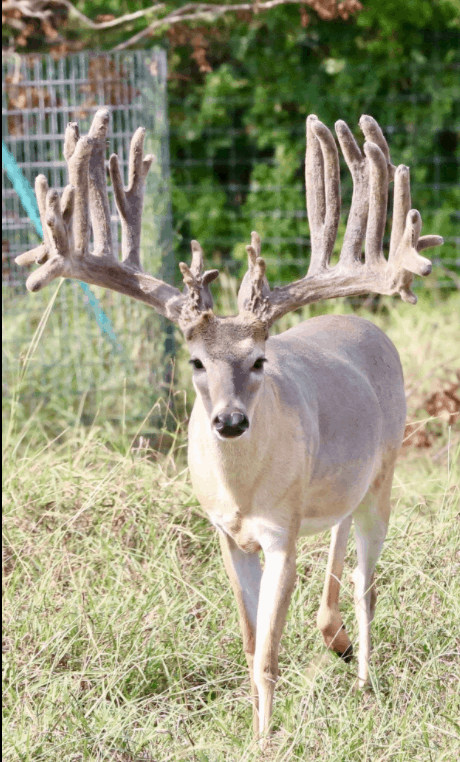 M3 Whitetails are Texas deer breeders that specialize in raising and selling whitetail Breeder Bucks, whitetail DMP Bucks, whitetail Stocker Bucks, as well as open and bred whitetail does. Big Texas Typicals are what buyers want when buying Texas DMP Bucks, Stocker Bucks, and Breeder Bucks. Our whitetail deer for sale are sure to impress prospective buyers and are priced competitively.