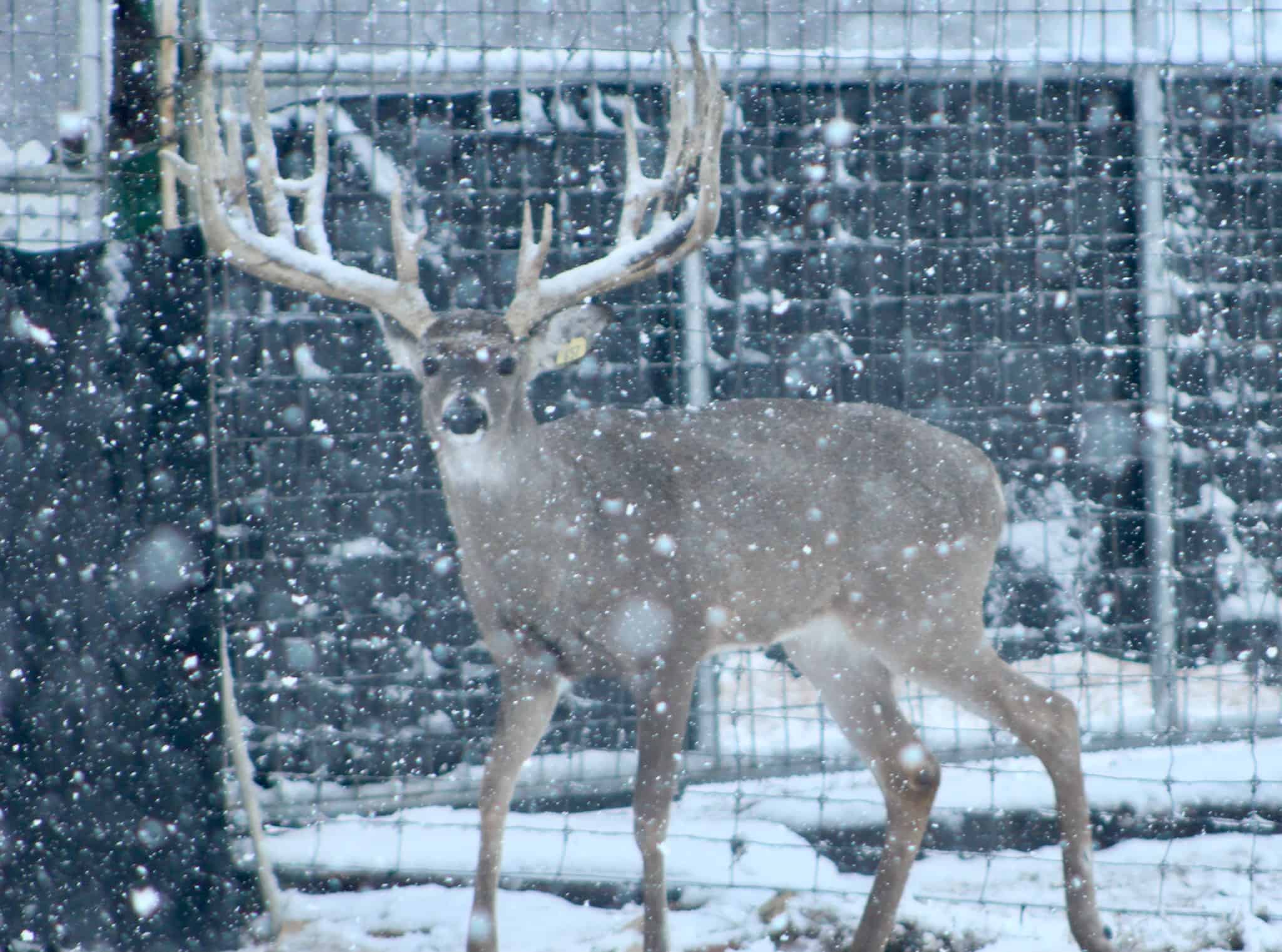 M3 Whitetails are Texas deer breeders that specialize in raising and selling whitetail Breeder Bucks, whitetail DMP Bucks, whitetail Stocker Bucks, as well as open and bred whitetail does. Big Texas Typicals are what buyers want when buying Texas DMP Bucks, Stocker Bucks, and Breeder Bucks.  Our whitetail deer for sale are sure to impress prospective buyers and are priced competitively.
