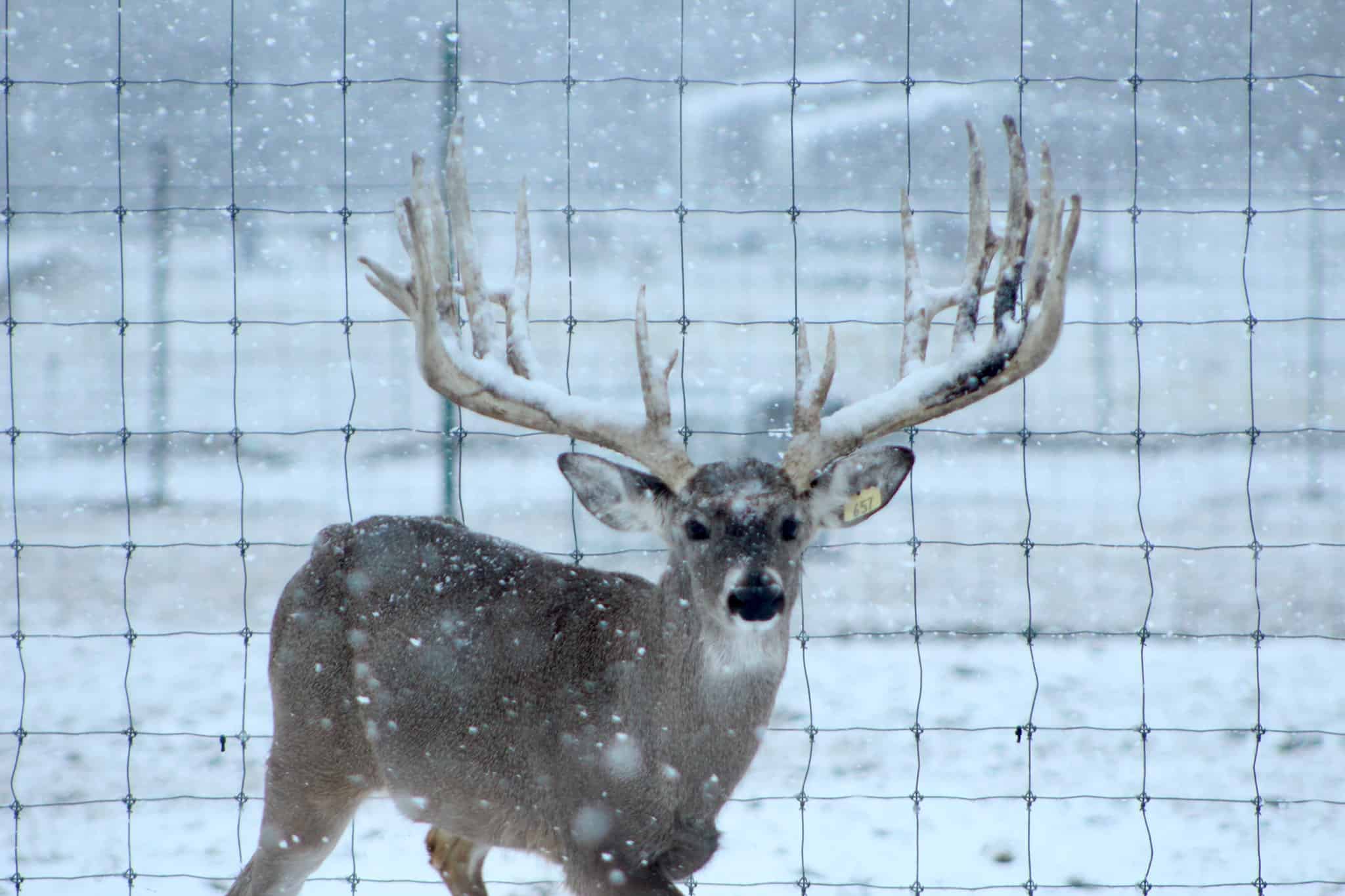 M3 Whitetails are Texas deer breeders that specialize in raising and selling whitetail Breeder Bucks, whitetail DMP Bucks, whitetail Stocker Bucks, as well as open and bred whitetail does. Big Texas Typicals are what buyers want when buying Texas DMP Bucks, Stocker Bucks, and Breeder Bucks.  Our whitetail deer for sale are sure to impress prospective buyers and are priced competitively.