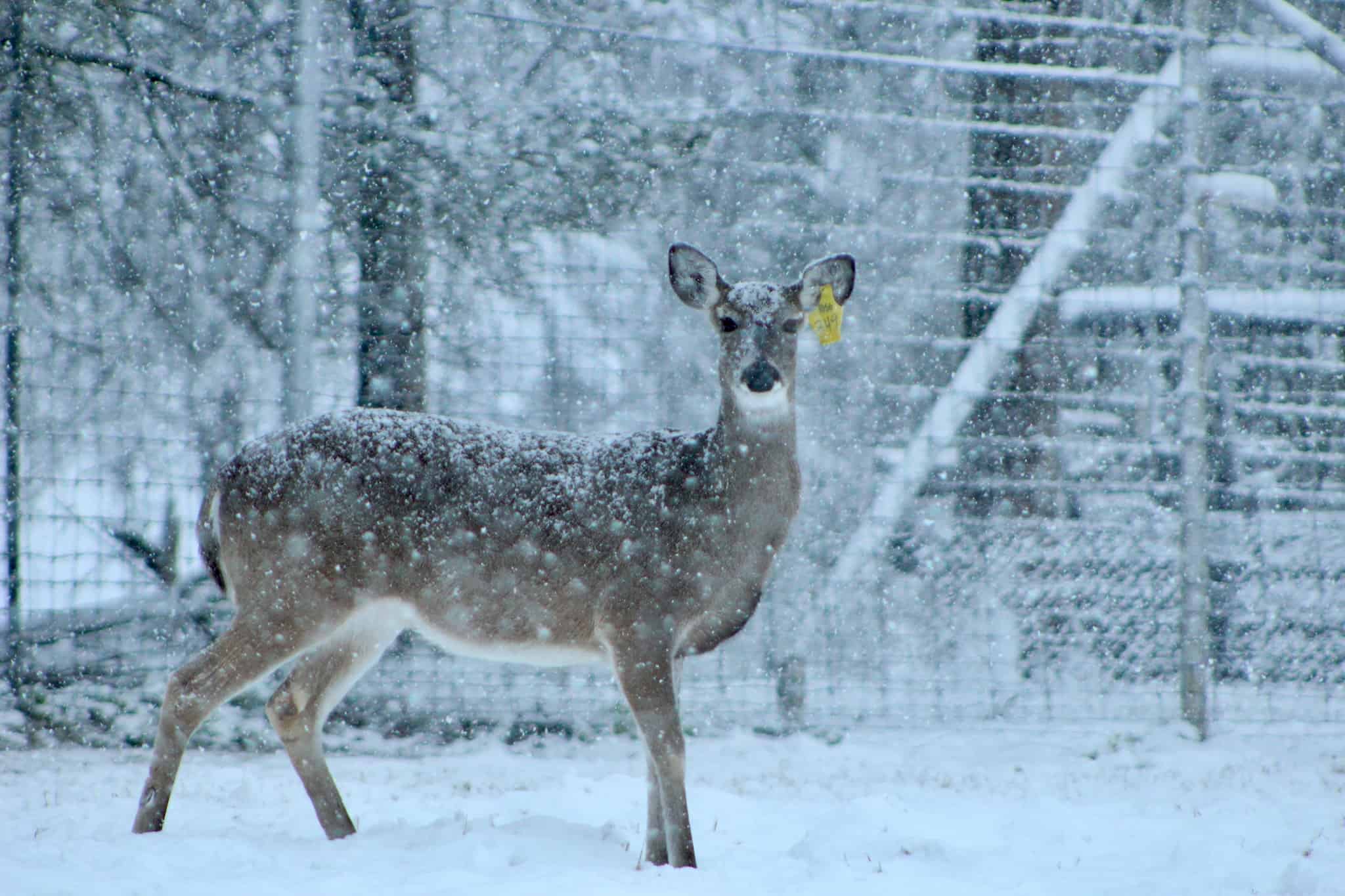 M3 Whitetails are Texas deer breeders that specialize in raising and selling whitetail Breeder Bucks, whitetail DMP Bucks, whitetail Stocker Bucks, as well as open and bred whitetail does. Big Texas Typicals are what buyers want when buying Texas DMP Bucks, Stocker Bucks, and Breeder Bucks.  Our whitetail deer for sale are sure to impress prospective buyers and are priced competitively.
