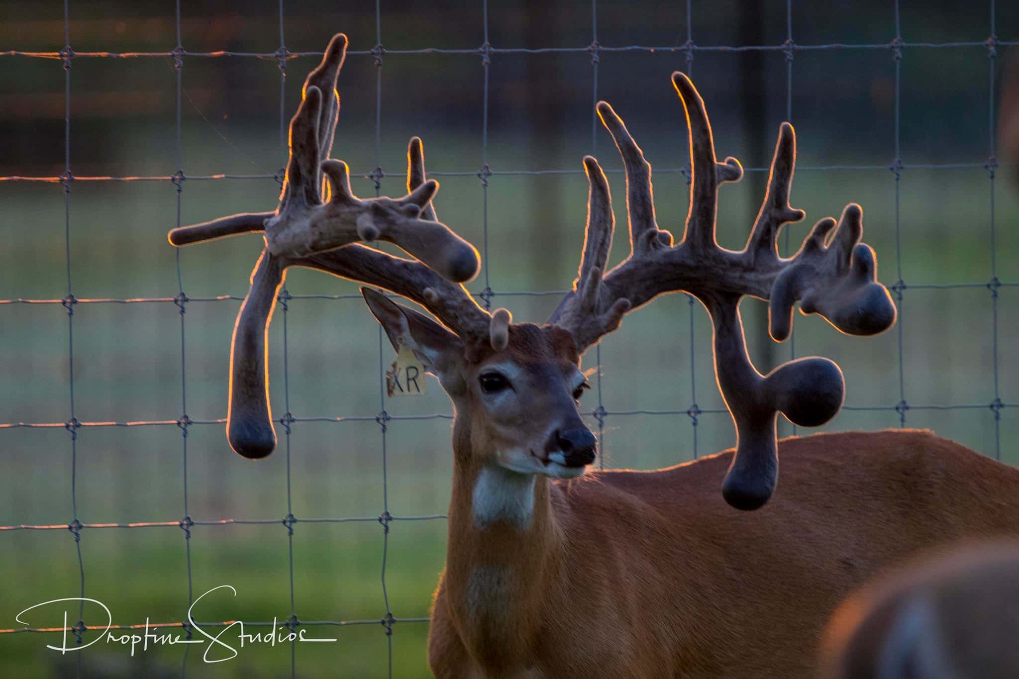 M3 Whitetails are Texas deer breeders that specialize in raising and selling whitetail Breeder Bucks, whitetail DMP Bucks, whitetail Stocker Bucks, as well as open and bred whitetail does. Big Texas Typicals are what buyers want when buying Texas DMP Bucks, Stocker Bucks, and Breeder Bucks. Our whitetail deer for sale are sure to impress prospective buyers and are priced competitively.