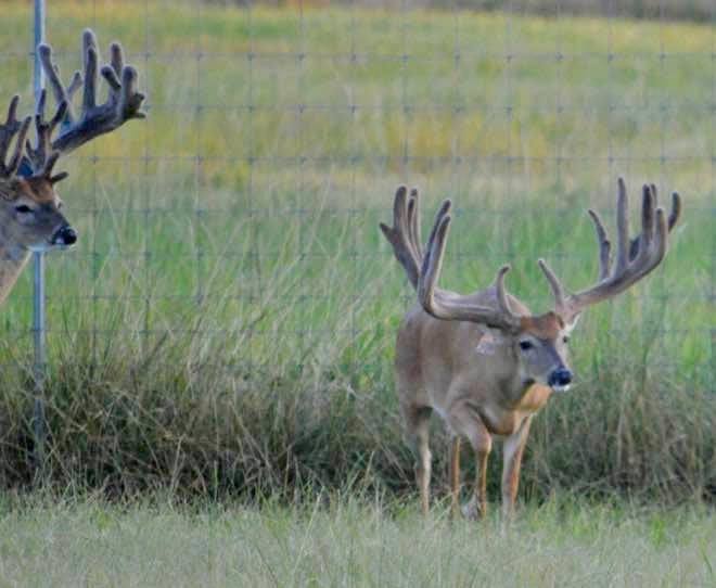 M3 Whitetails are Texas deer breeders that specialize in raising and selling whitetail Breeder Bucks, whitetail DMP Bucks, whitetail Stocker Bucks, as well as open and bred whitetail does. Big Texas Typicals are what buyers want when buying Texas DMP Bucks, Stocker Bucks, and Breeder Bucks. Our whitetail deer for sale are sure to impress prospective buyers and are priced competitively.